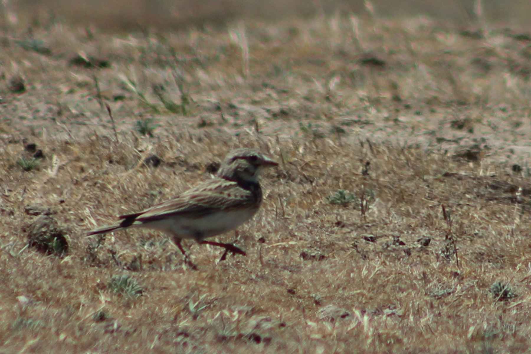 Tawny Pipit