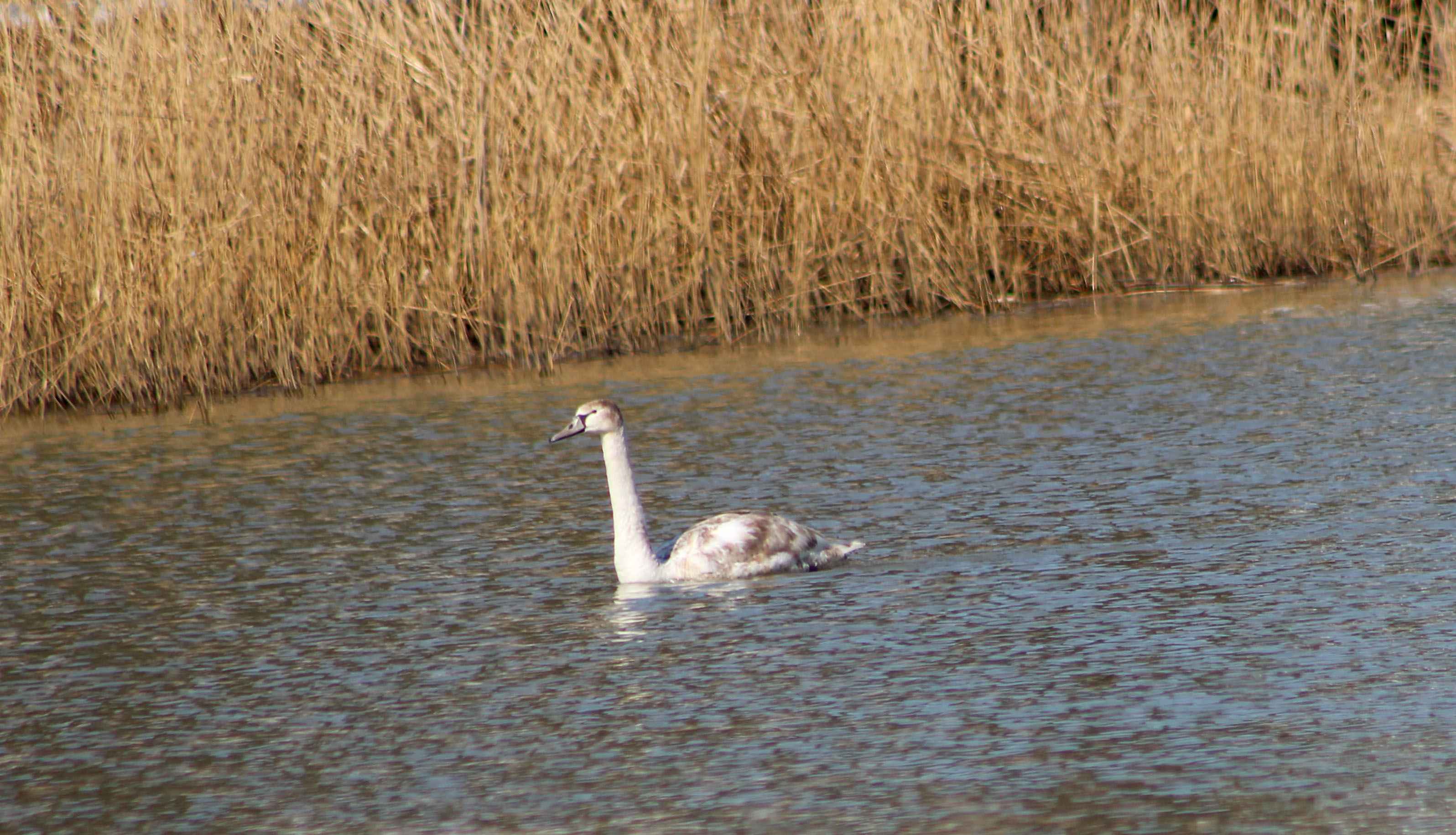 Mute Swan