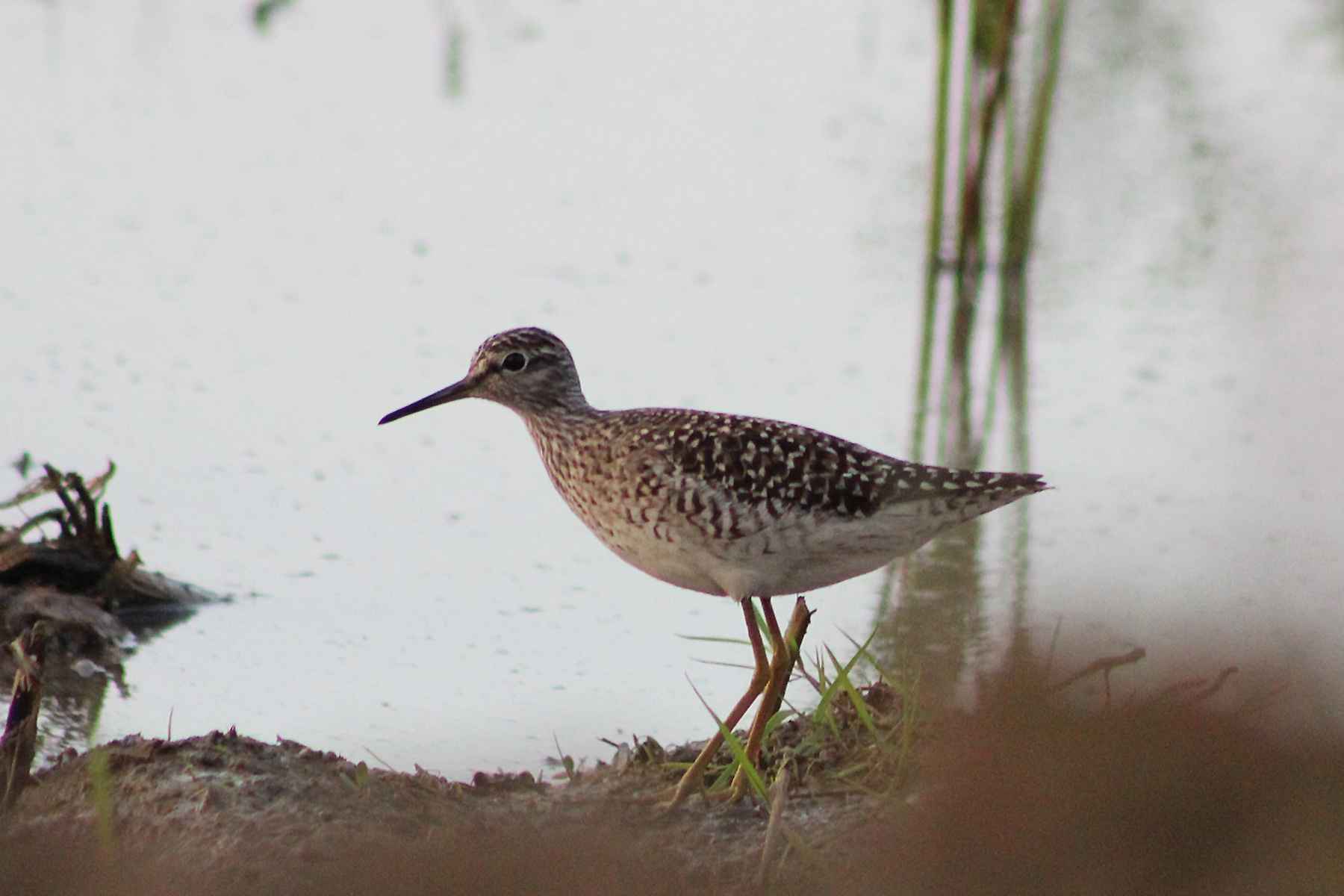 Wood Sandpiper
