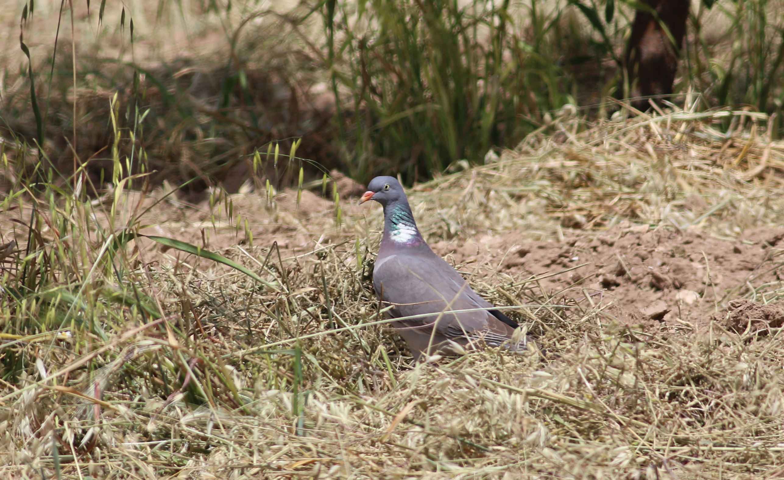 Common Wood-Pigeon