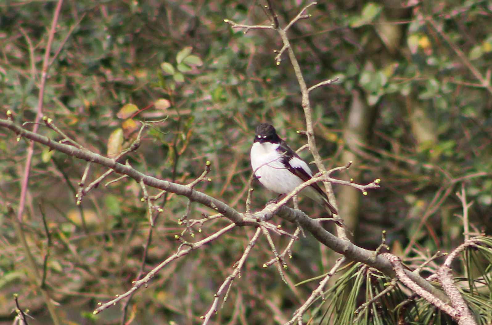 European Pied Flycatcher