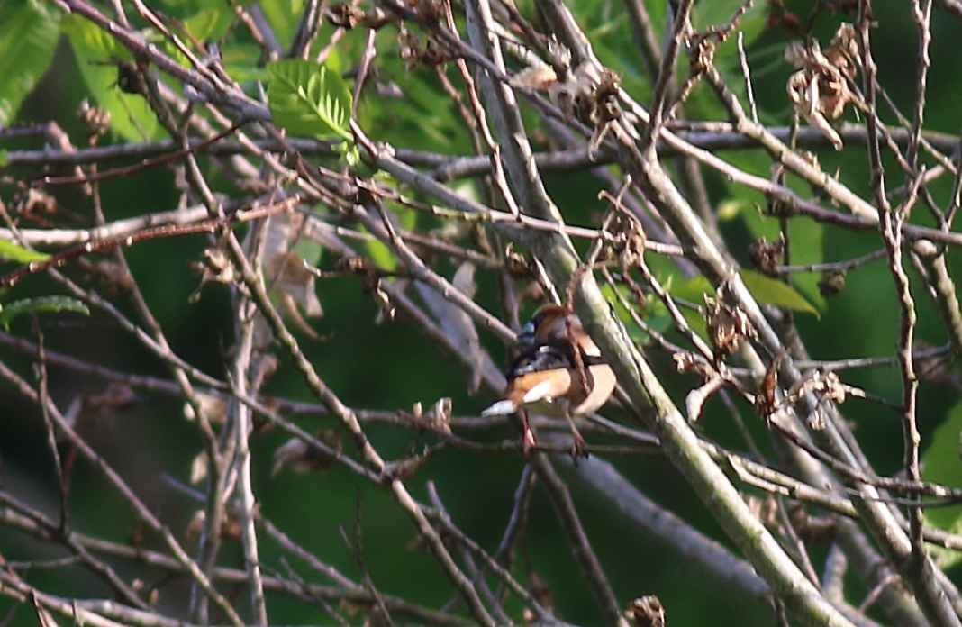 Hawfinch