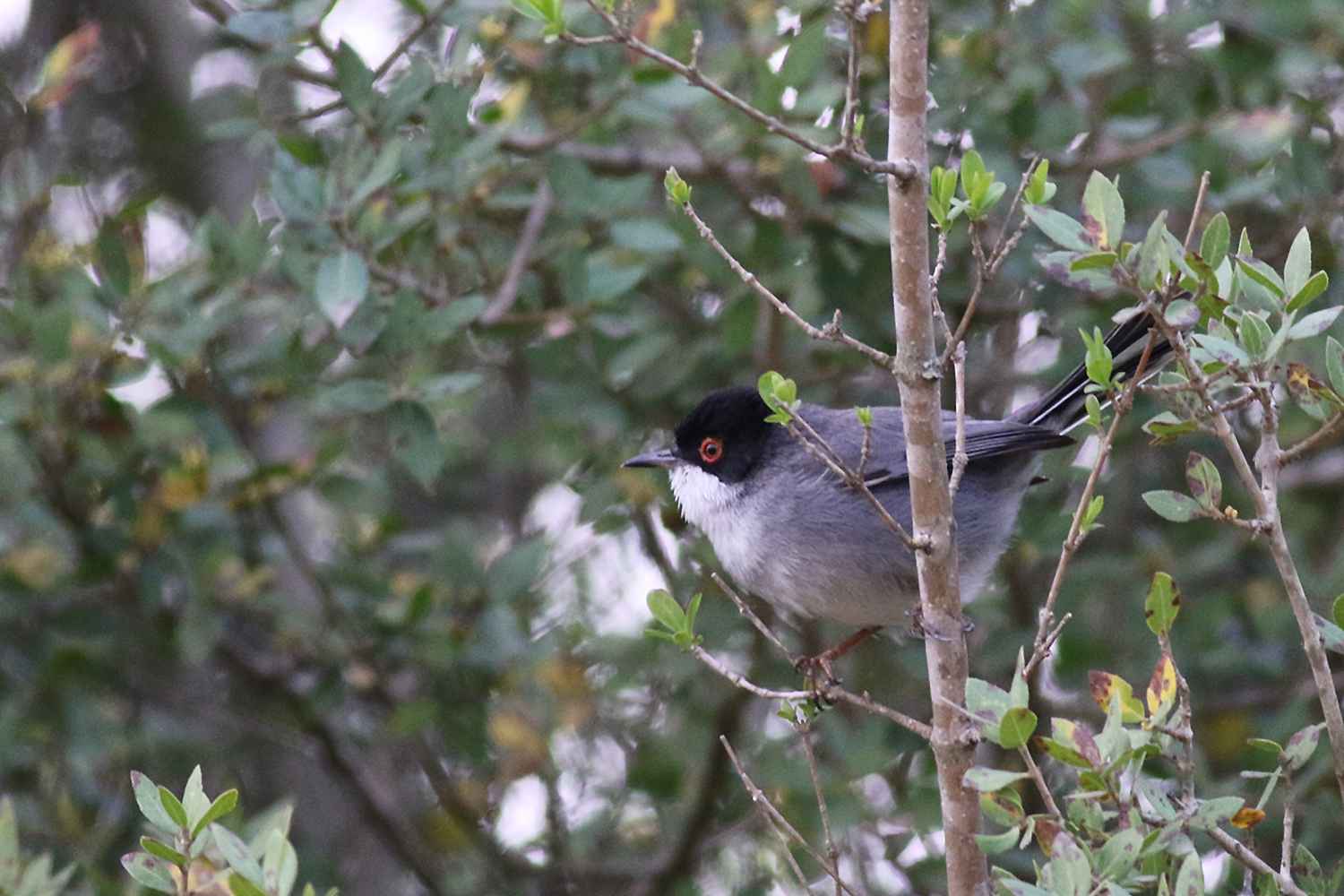 Sardinian Warbler