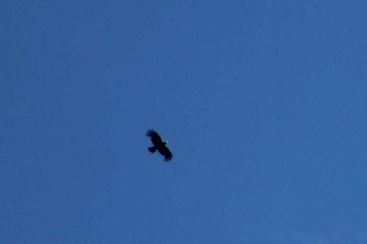 Yellow-billed Chough
