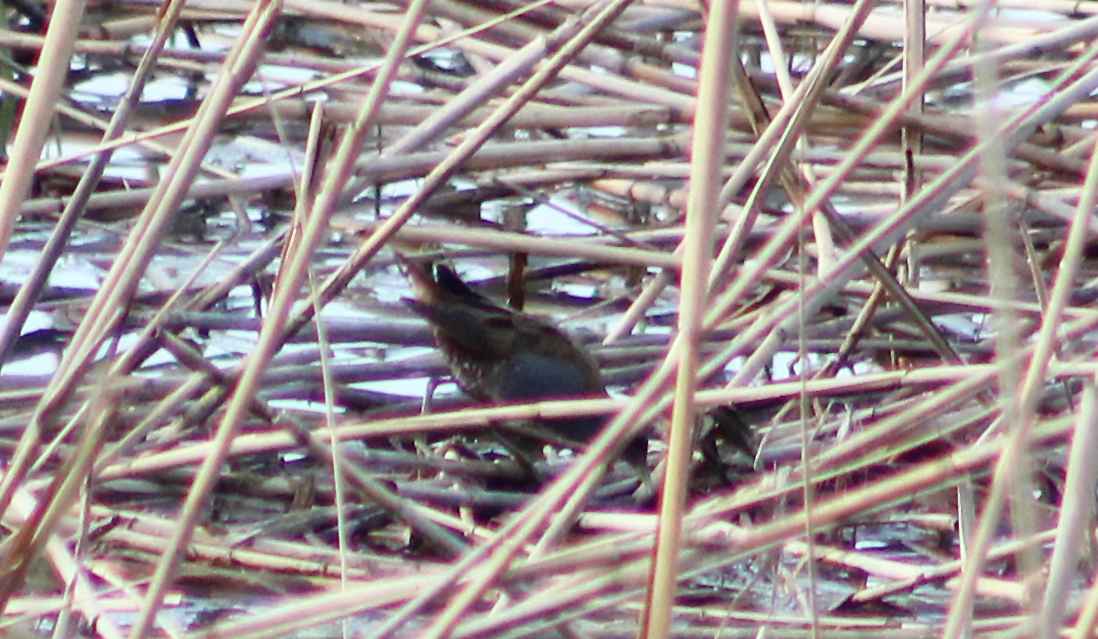 Spotted Crake