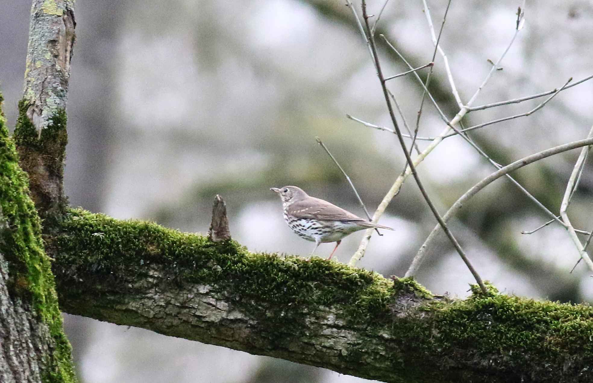Song Thrush