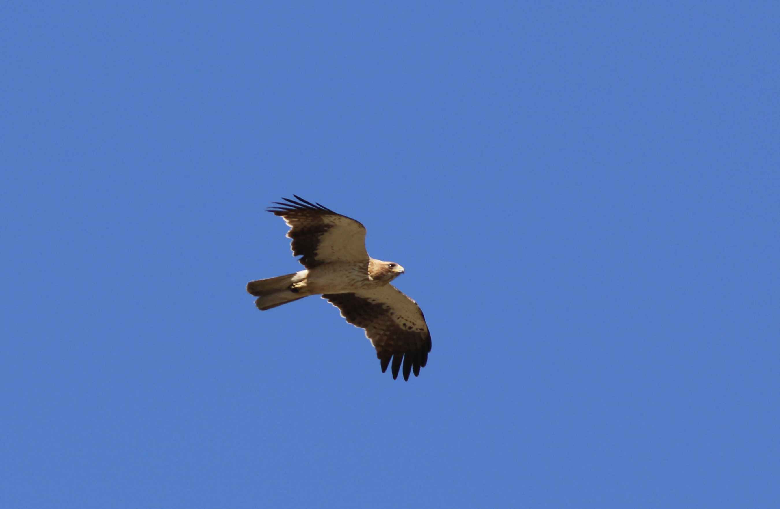 Booted Eagle