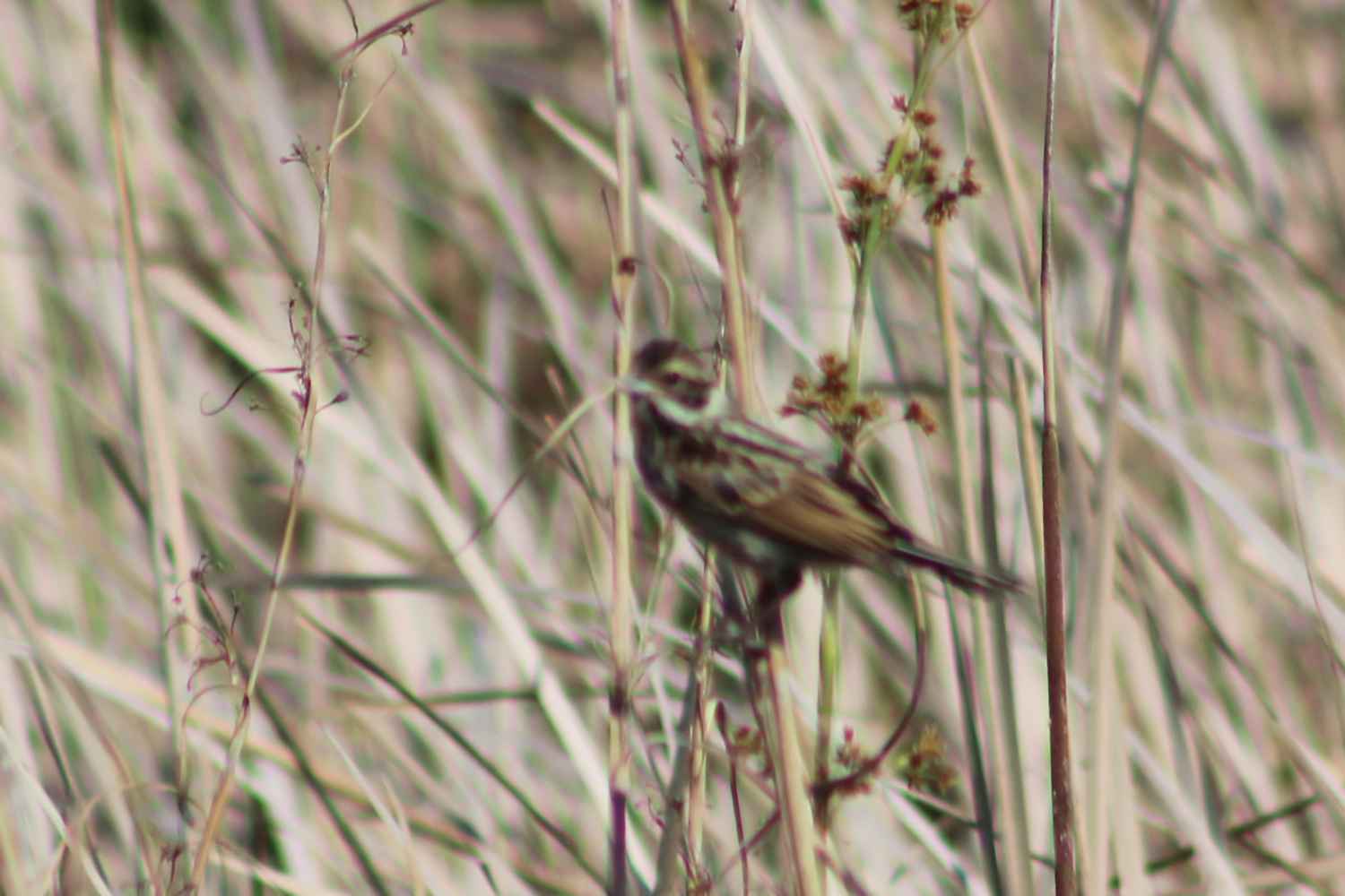 Reed Bunting