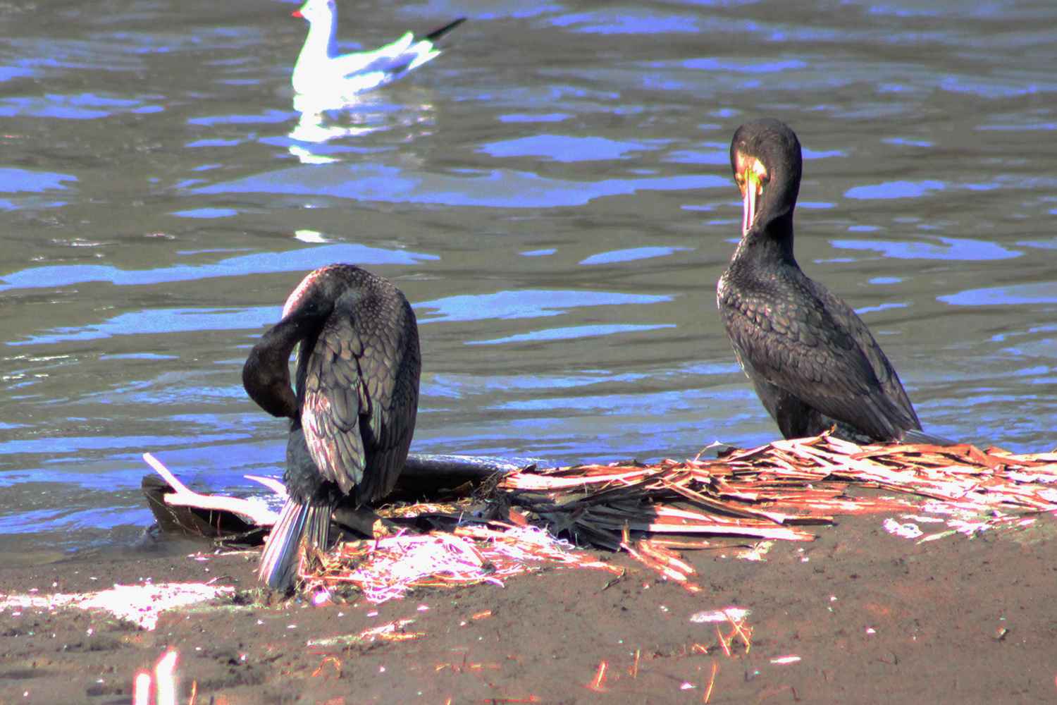 Great Cormorant