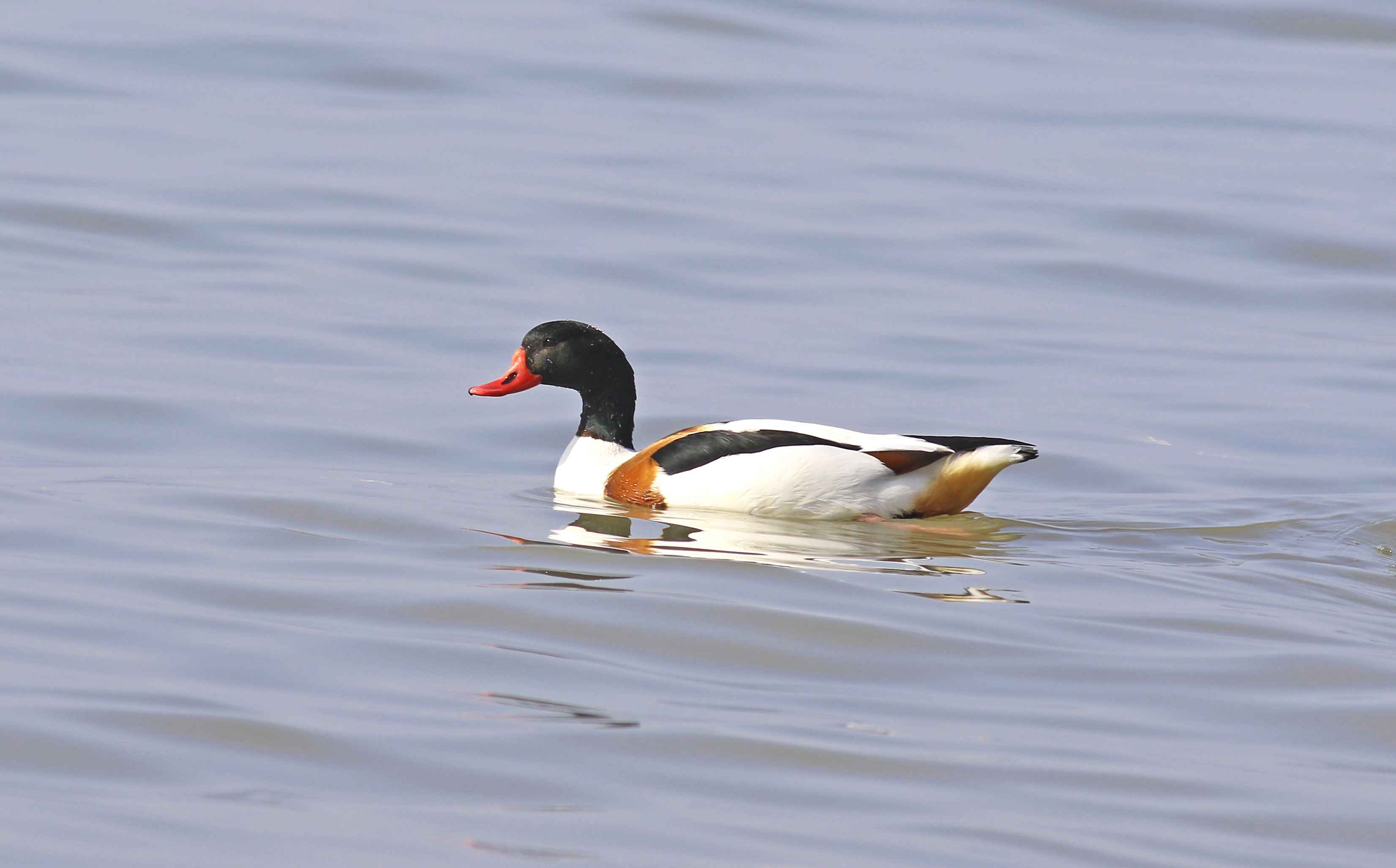 Common Shelduck
