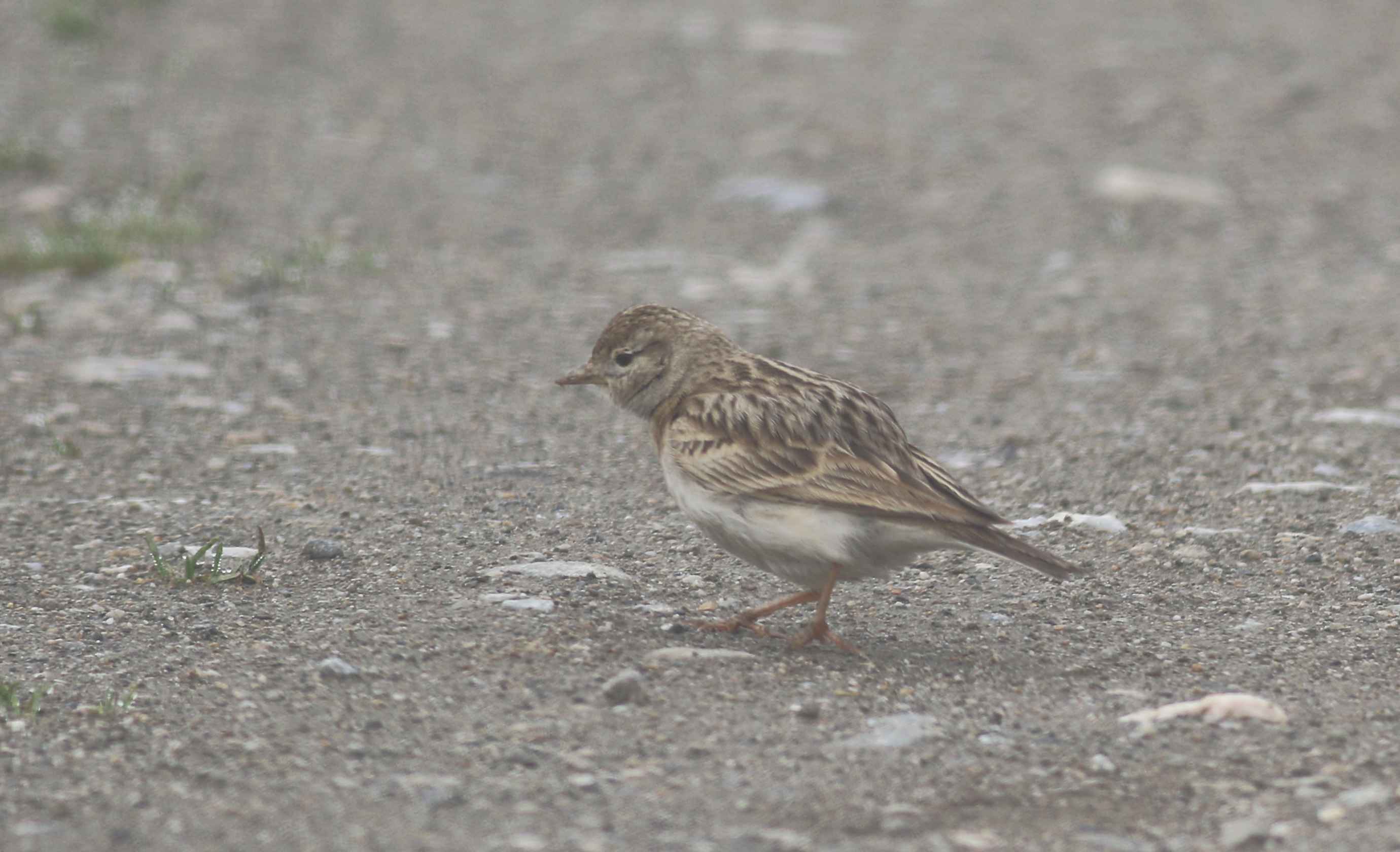 Greater Short-toed Lark