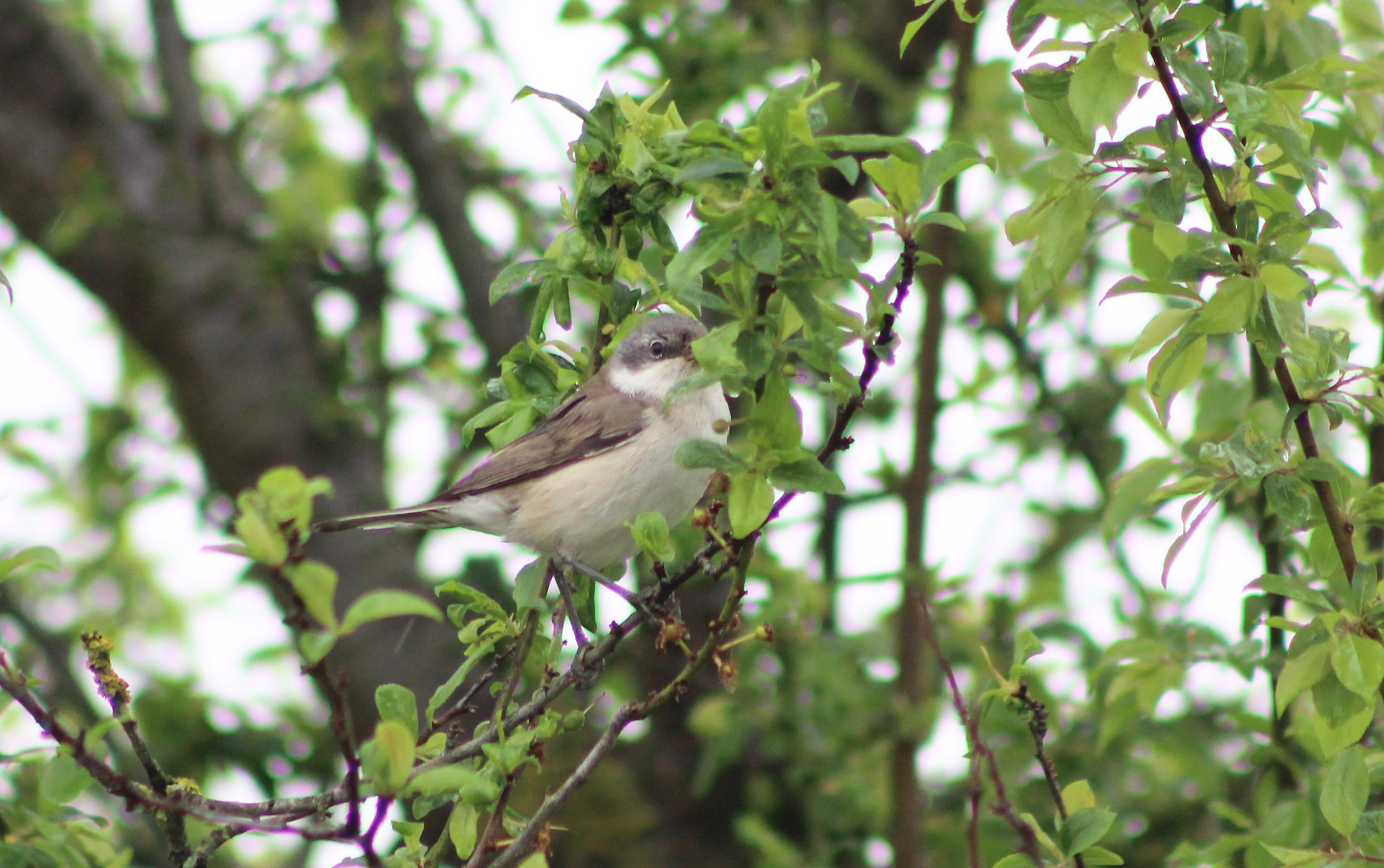 Lesser Whitethroat