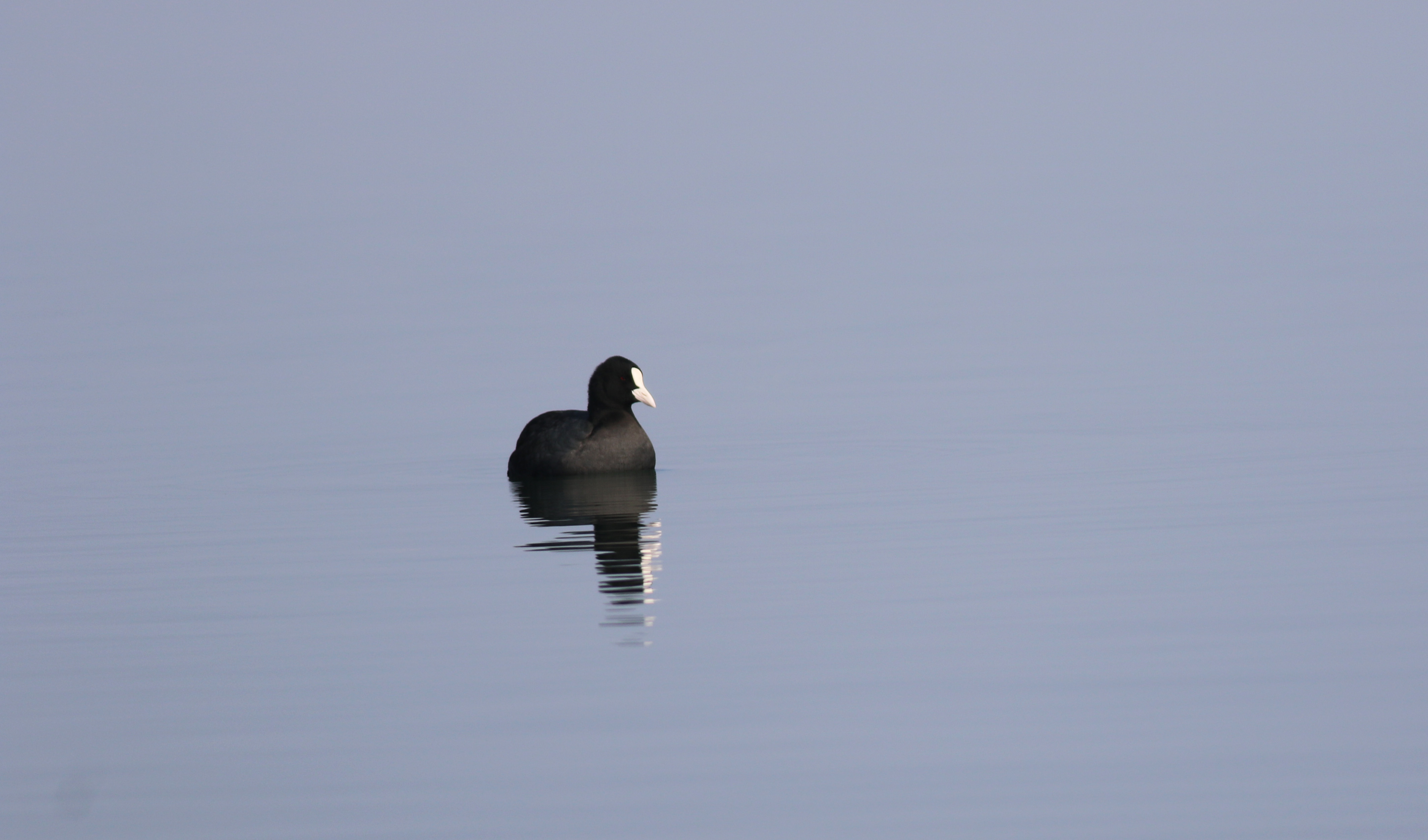 Eurasian Coot