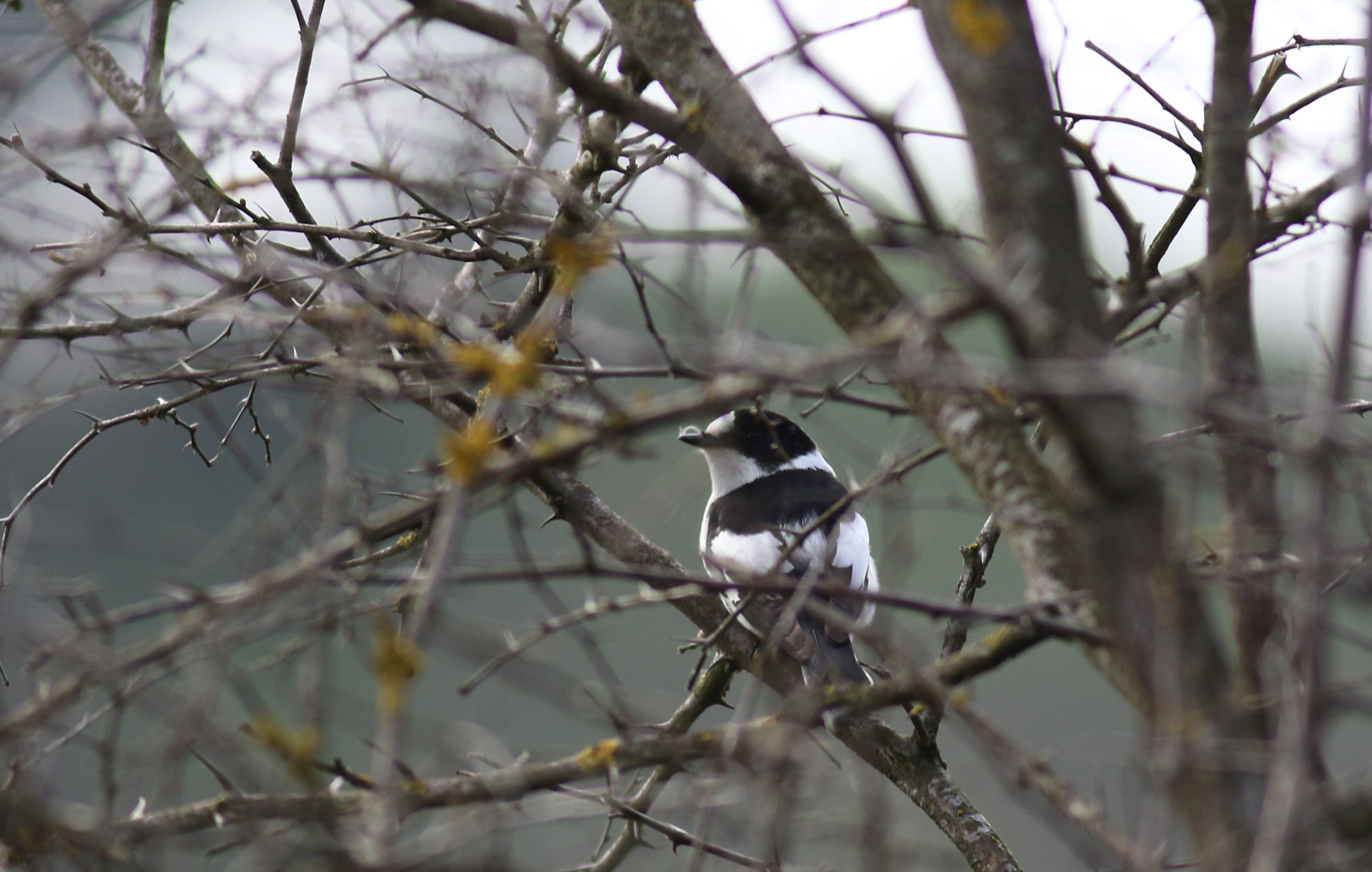 Collared Flycatcher