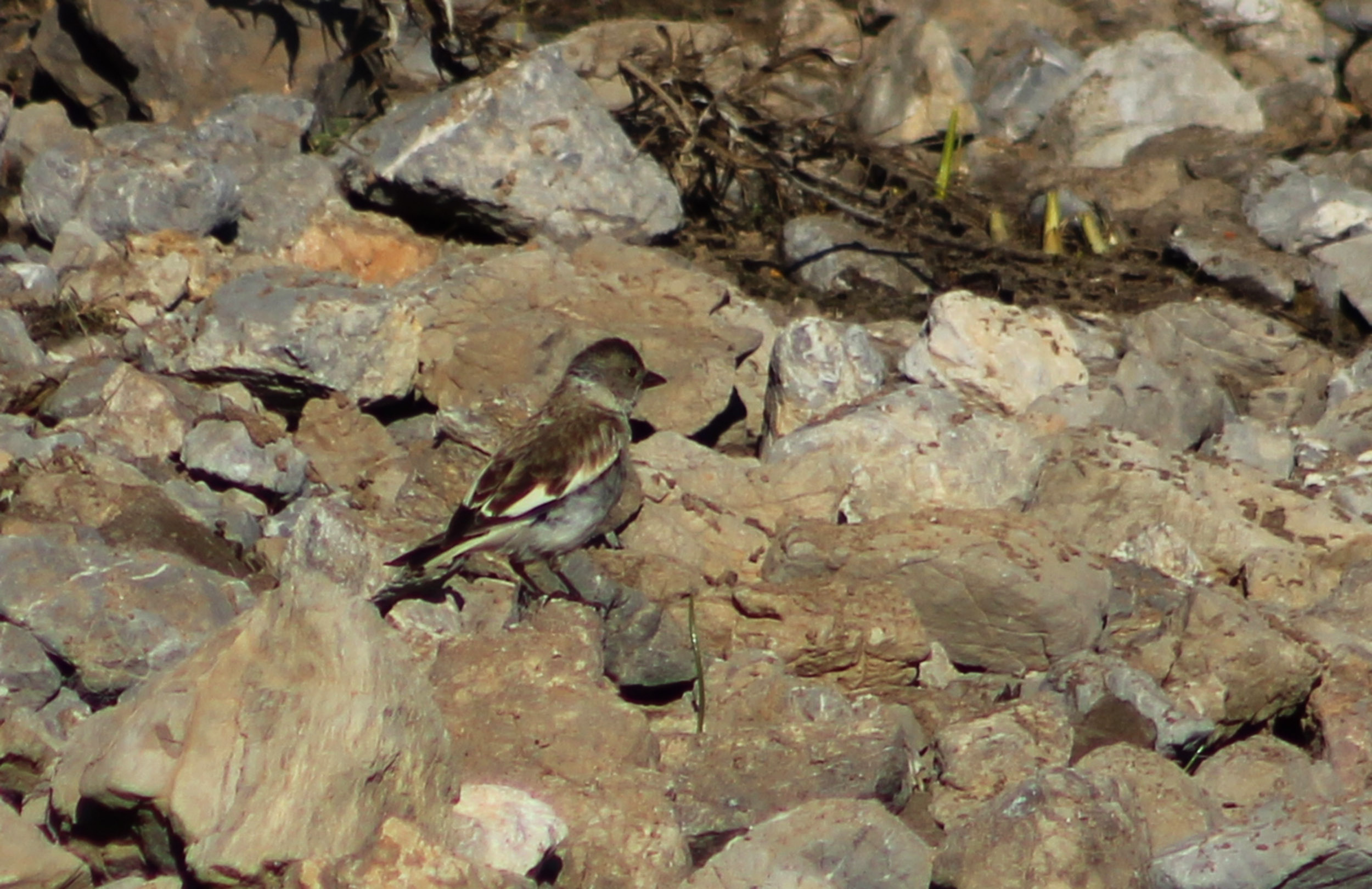White-winged Snowfinch