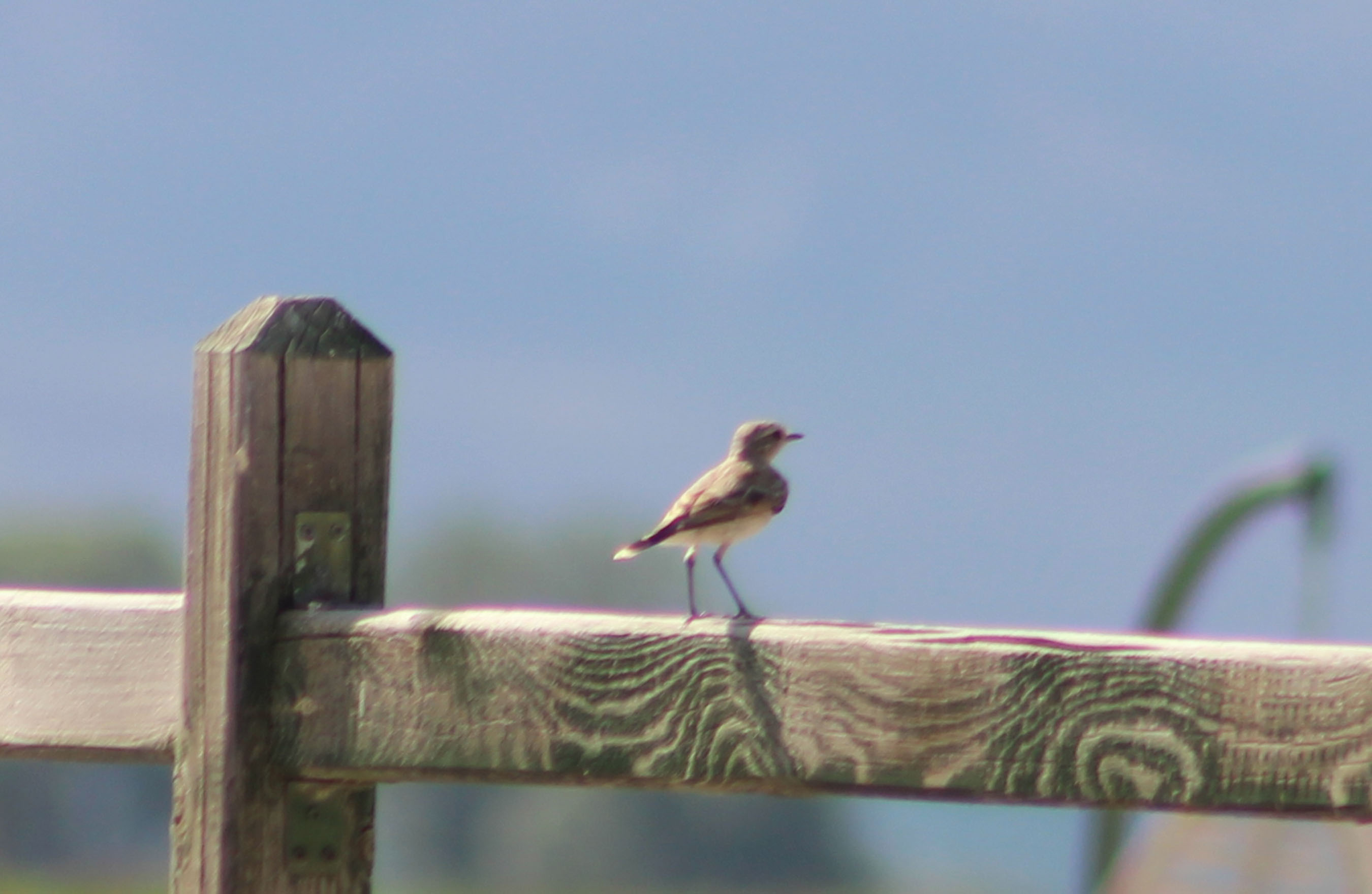 Northern Wheatear