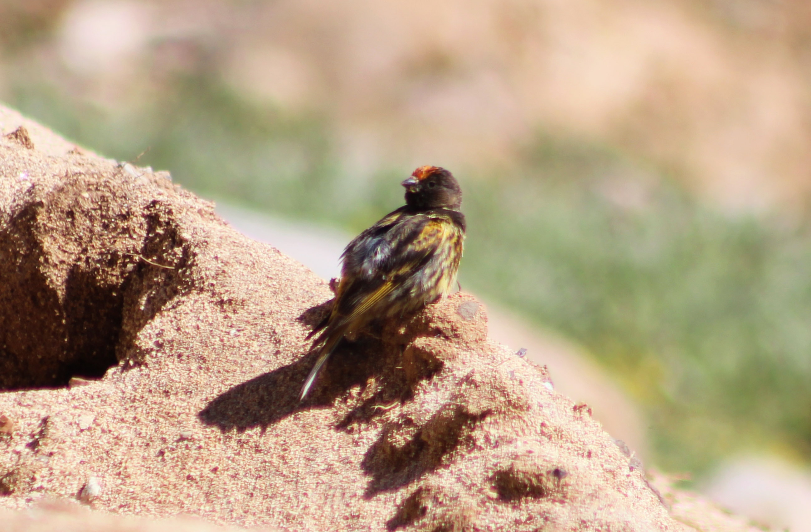 Fire-fronted Serin