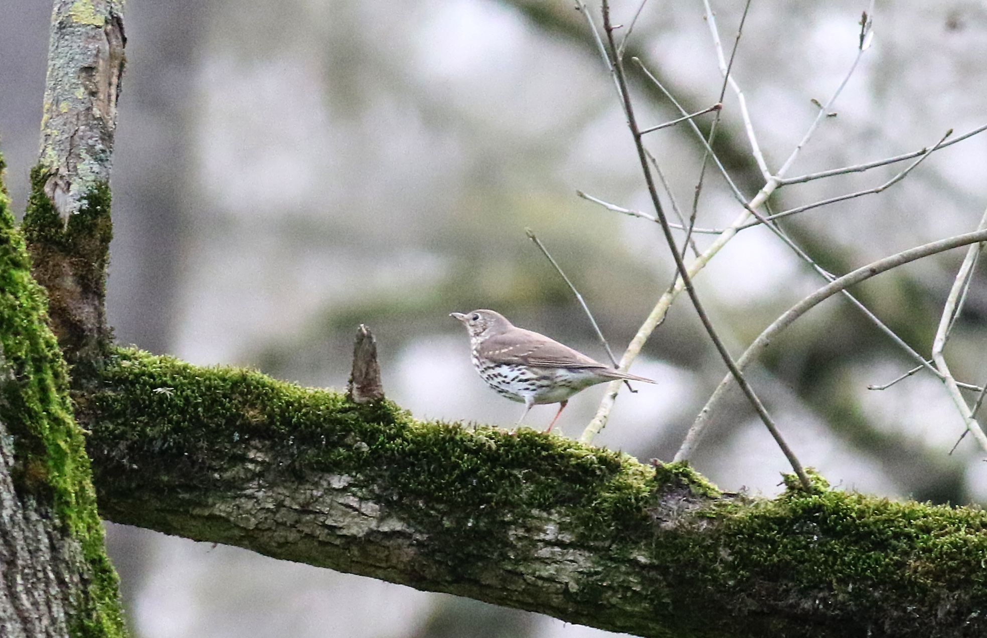 Song Thrush