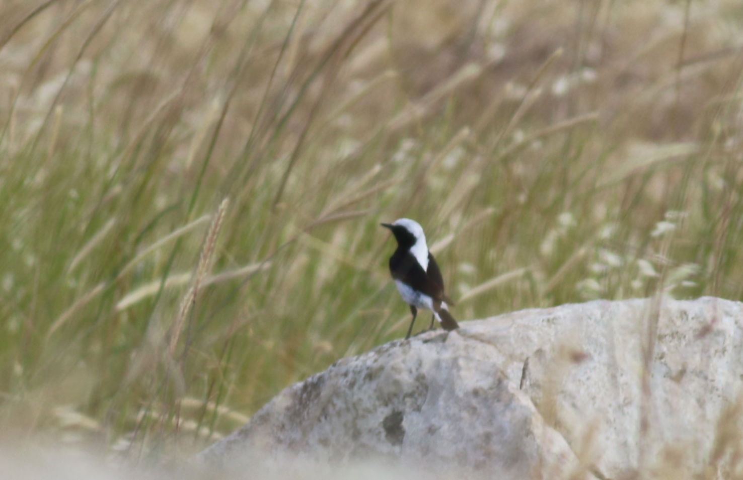 Finsch's Wheatear