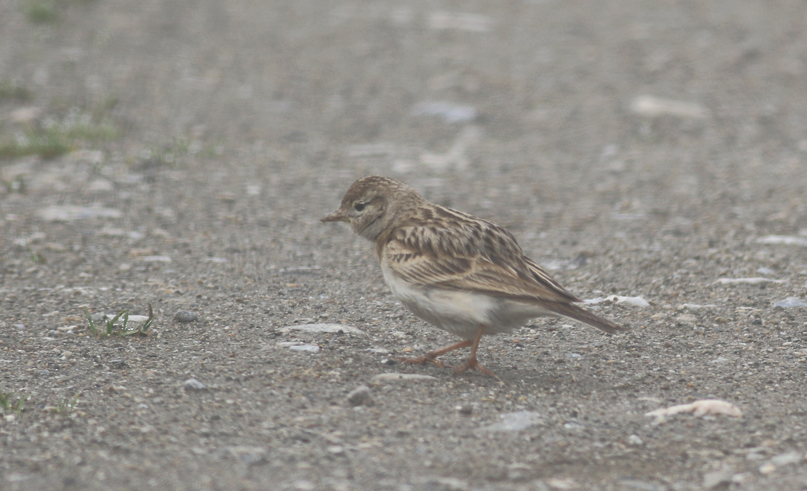 Greater Short-toed Lark — Ana fotoğraf