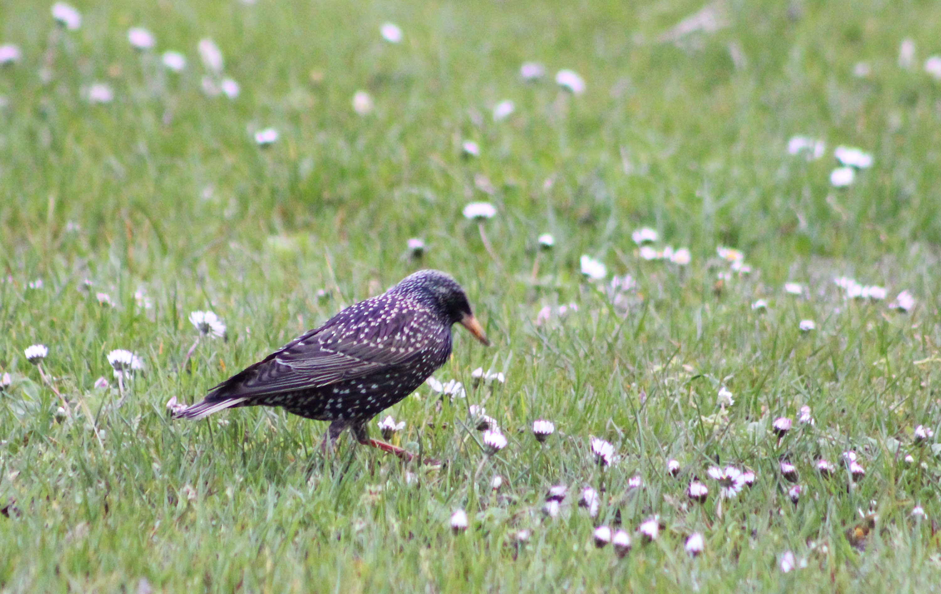 European Starling
