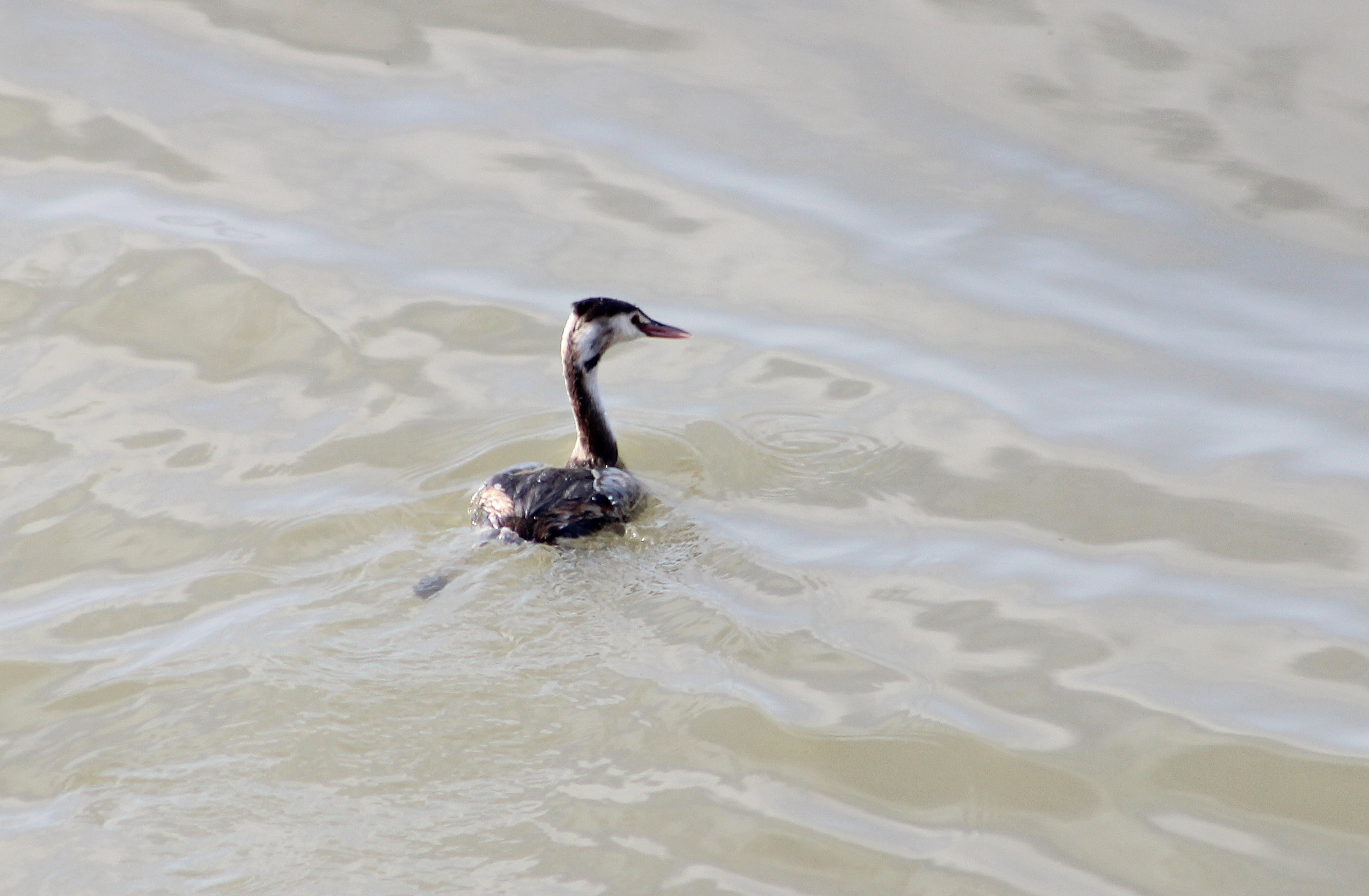 Great Crested Grebe