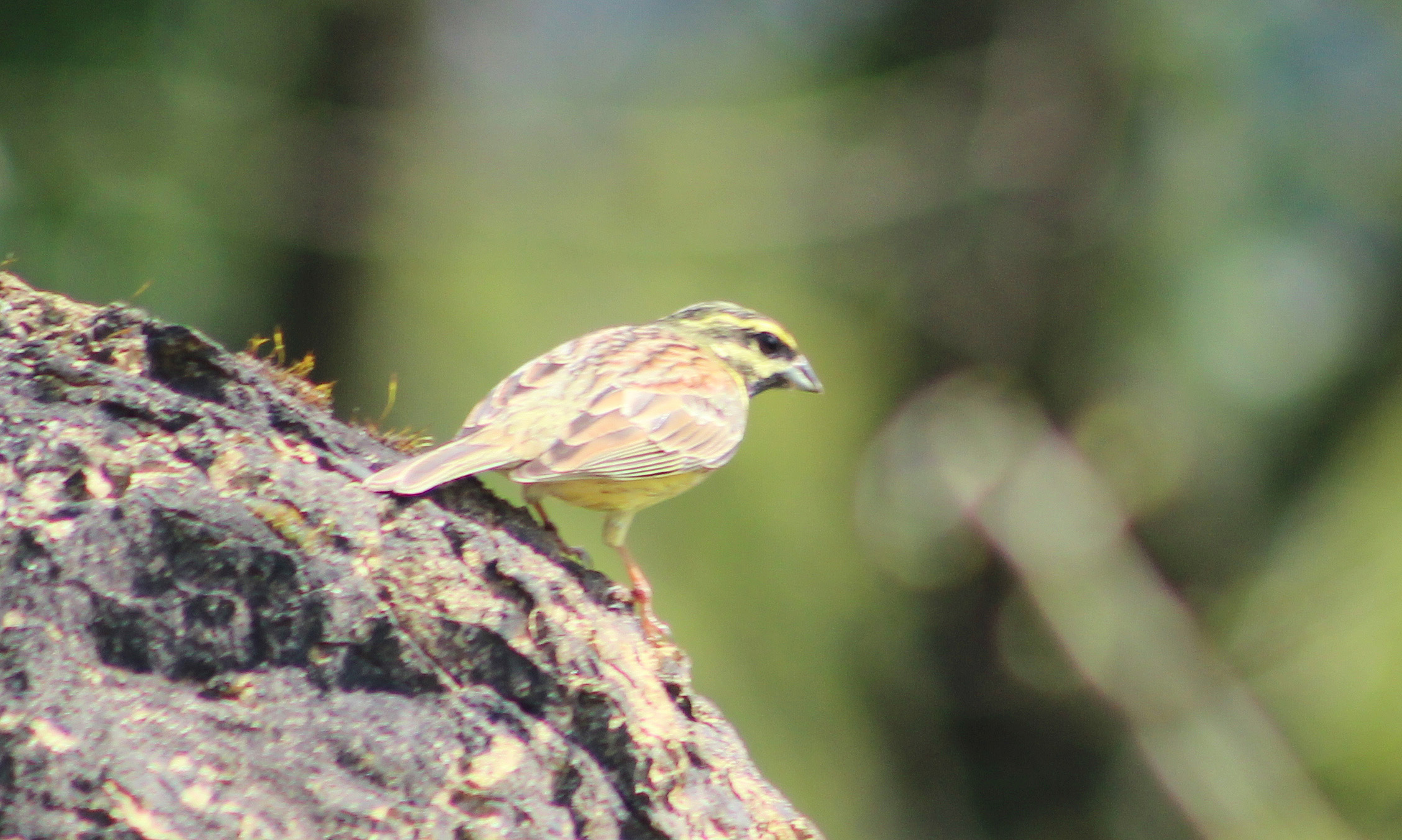 Cirl Bunting