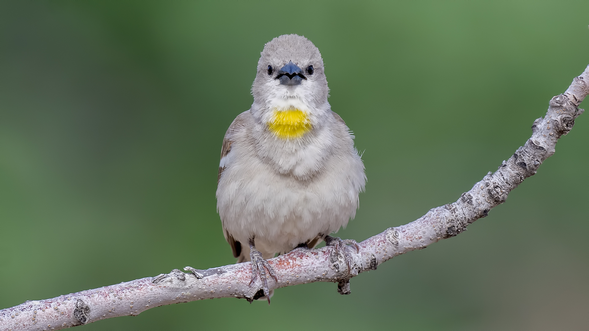 Yellow-throated Sparrow