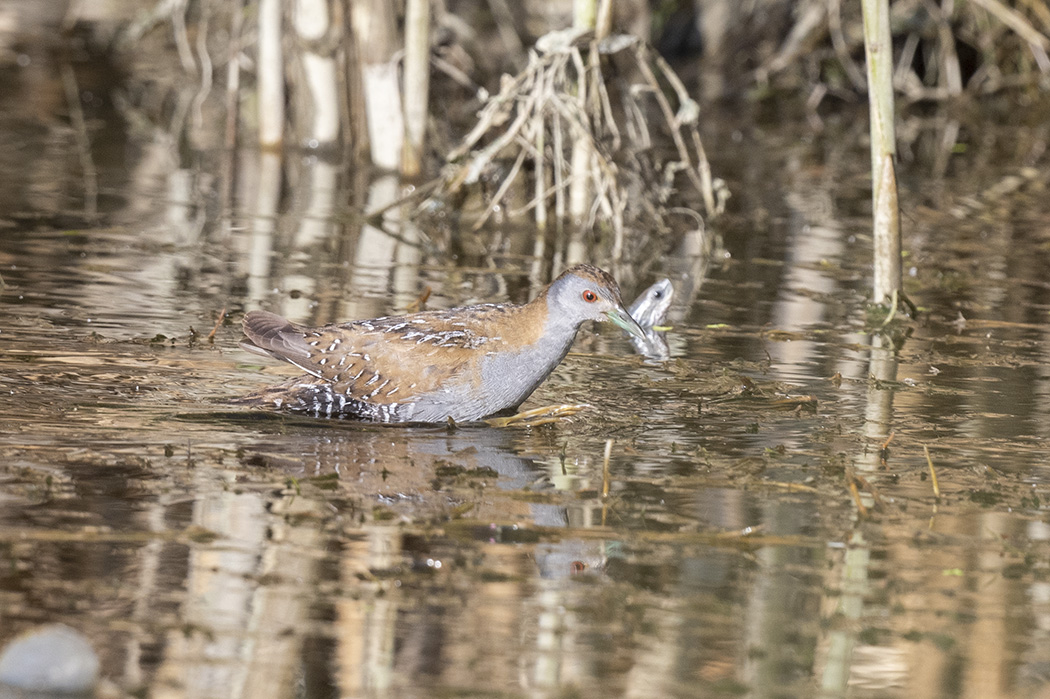 Baillon's Crake