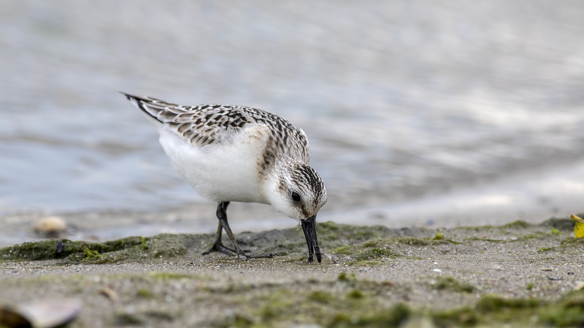 Sanderling