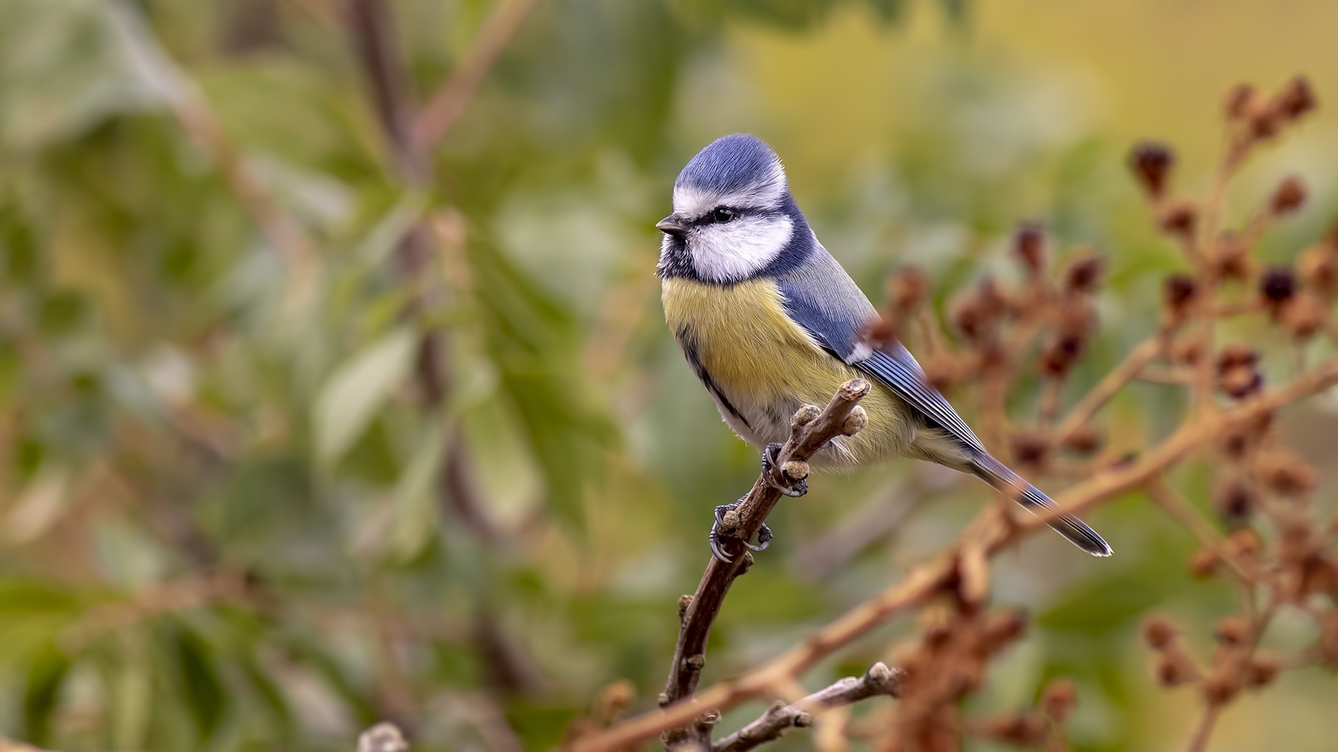 Eurasian Blue Tit