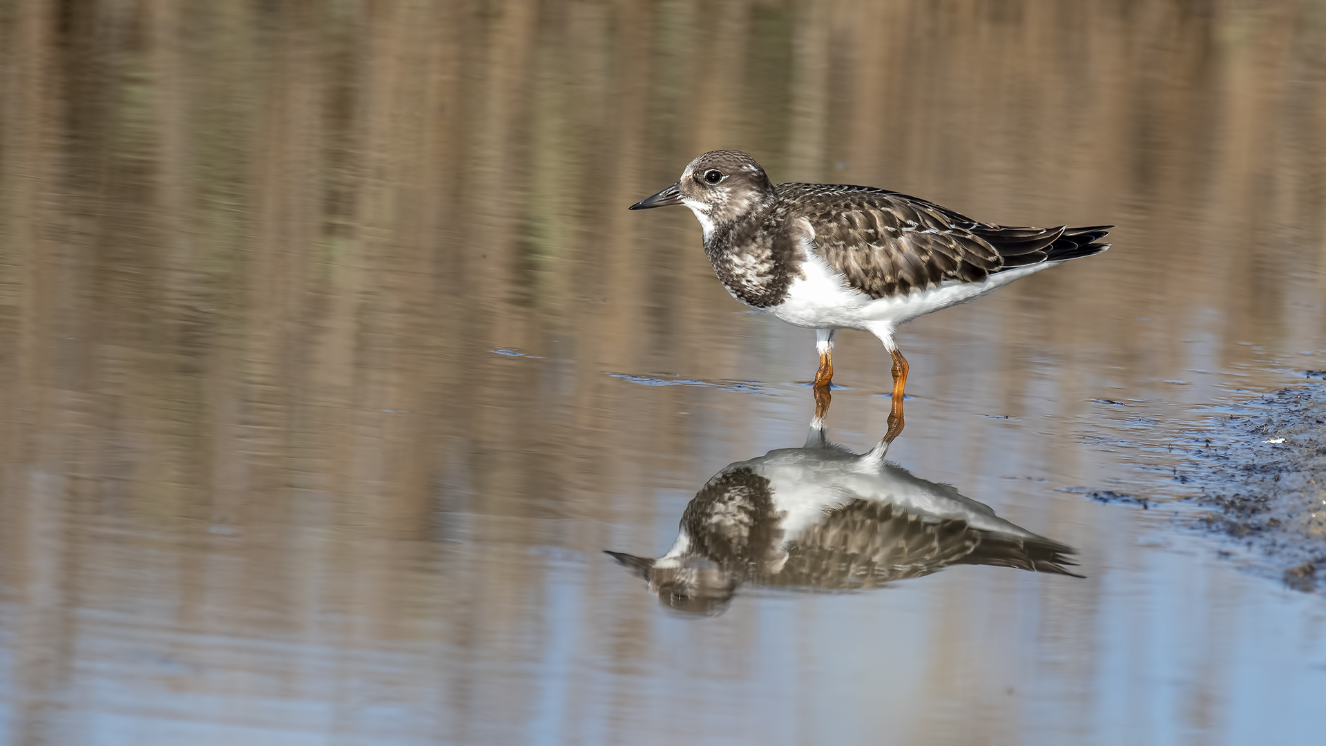 Ruddy Turnstone