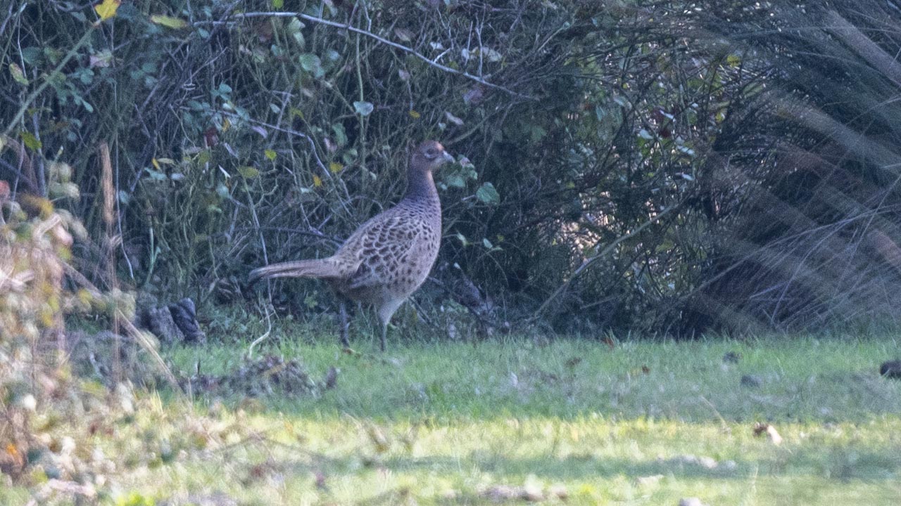 Ring-necked Pheasant
