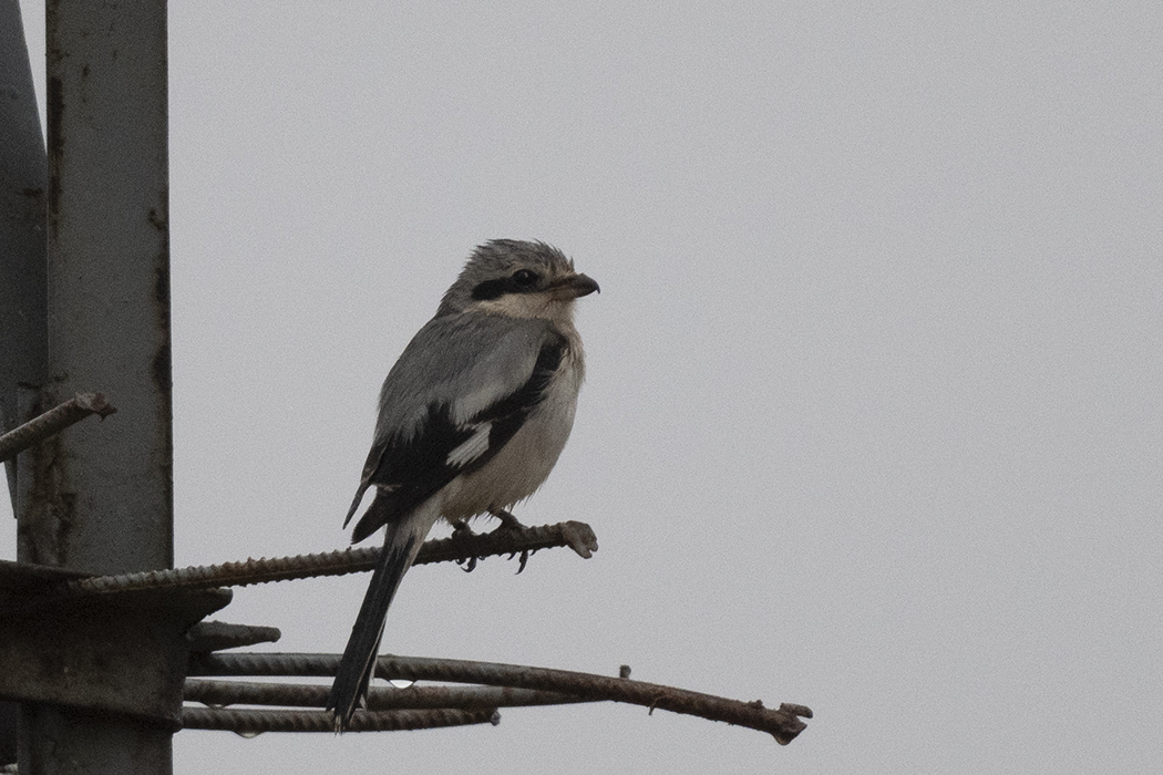 Great Gray Shrike