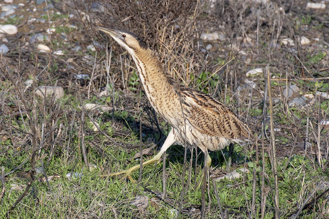 Great Bittern