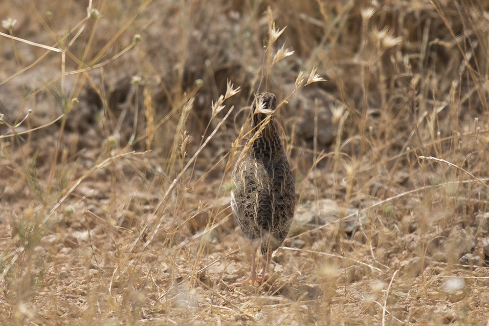Common Quail