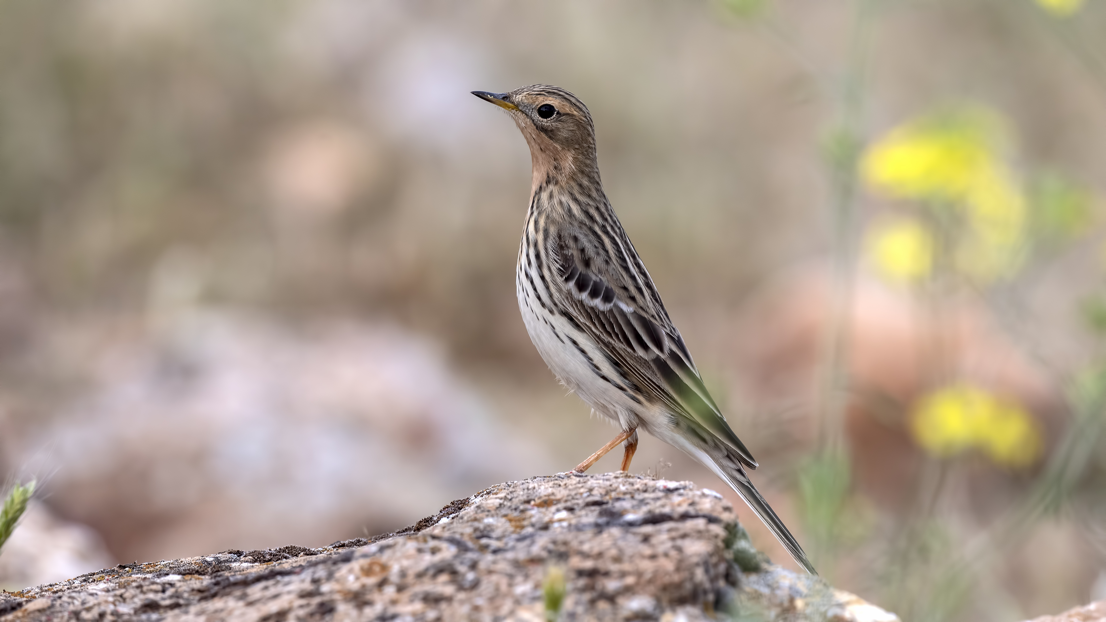 Red-throated Pipit — Ana fotoğraf