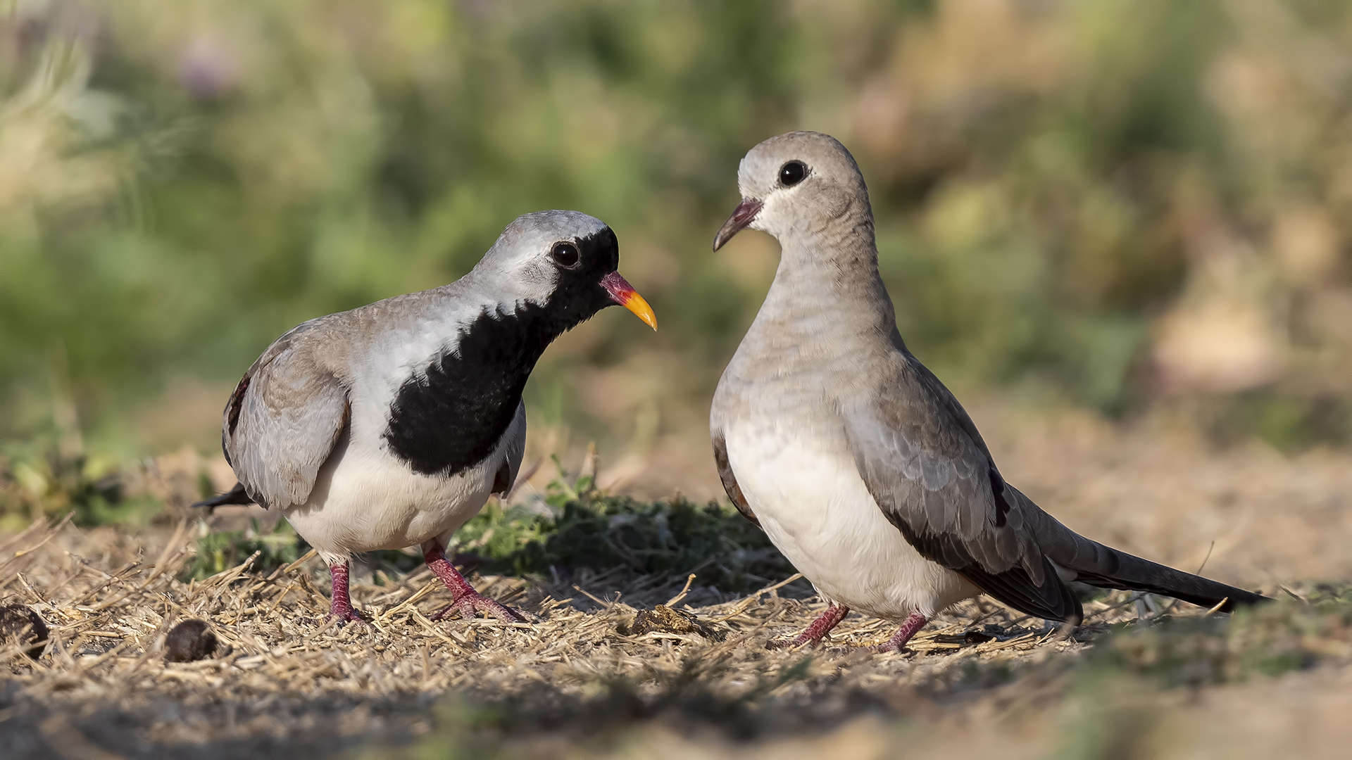 Namaqua Dove