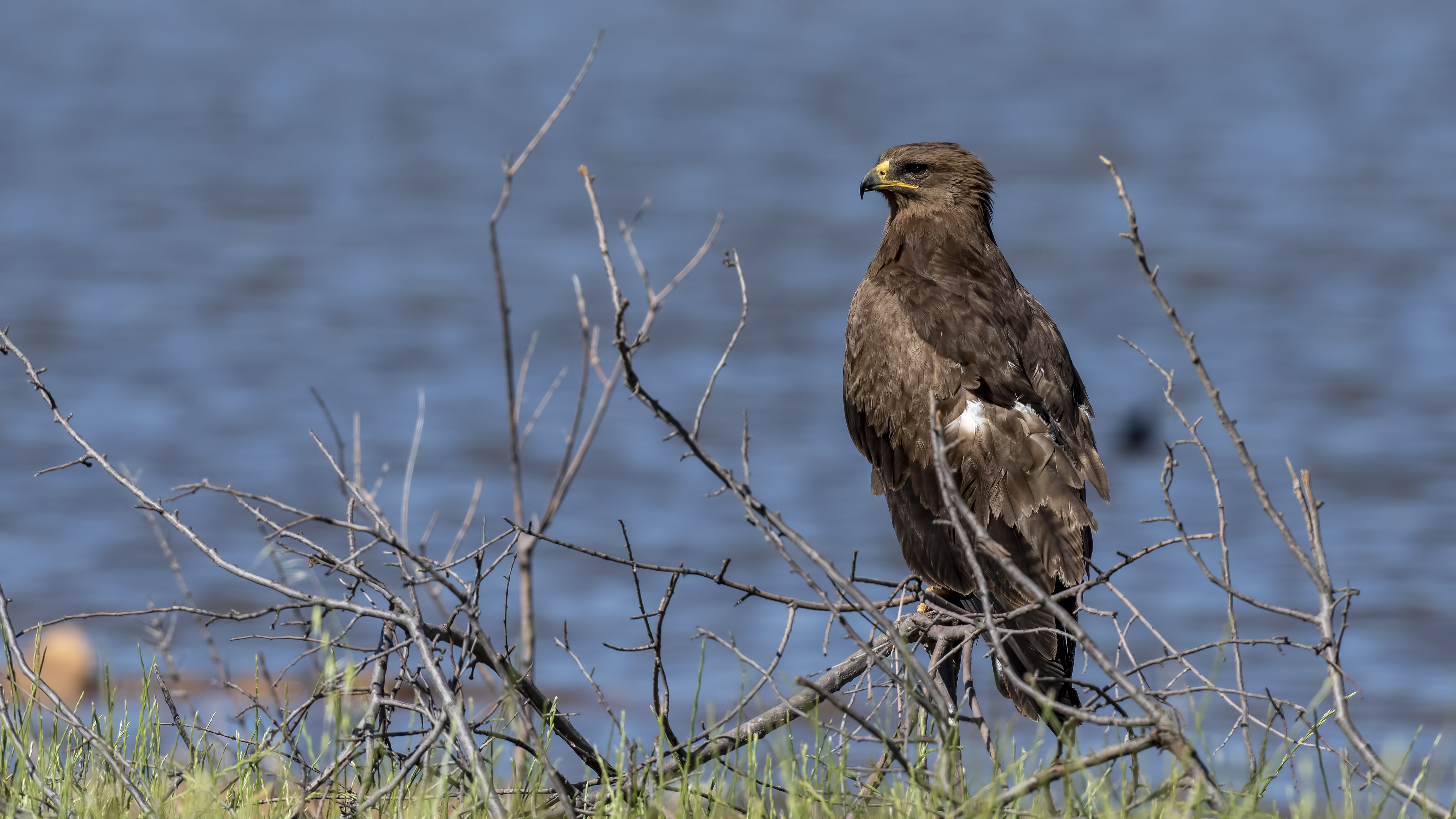 Lesser Spotted Eagle