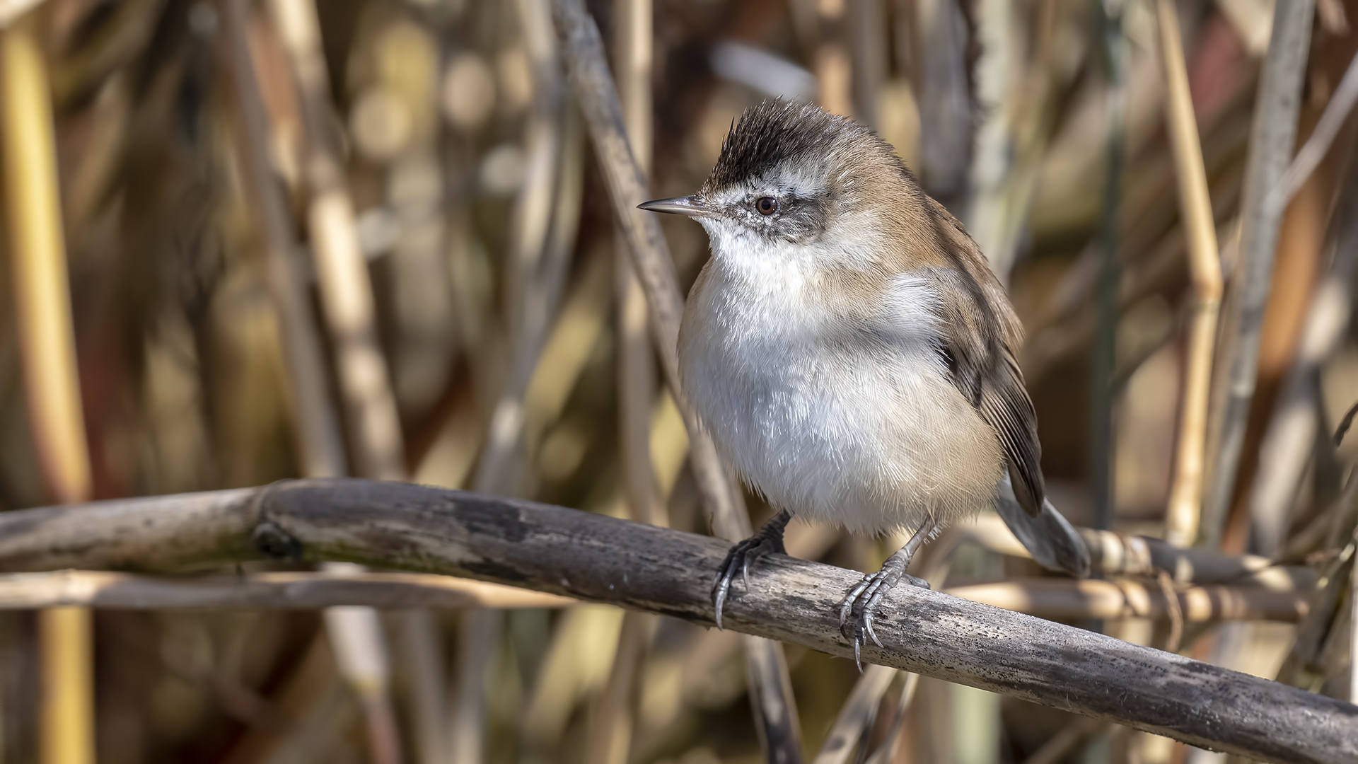 Moustached Warbler