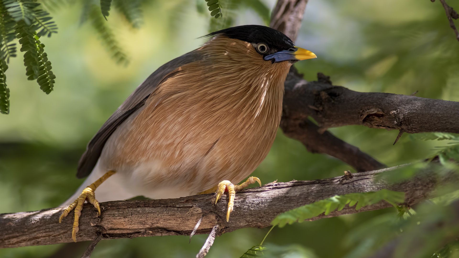 Brahminy Starling — Ana fotoğraf
