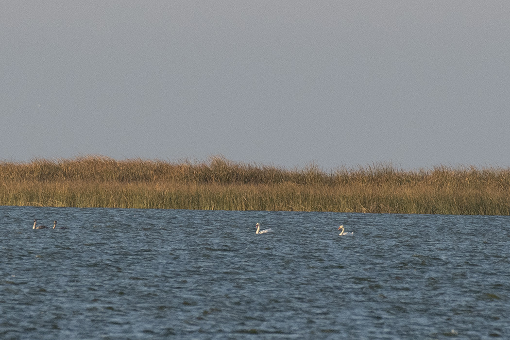Mute Swan