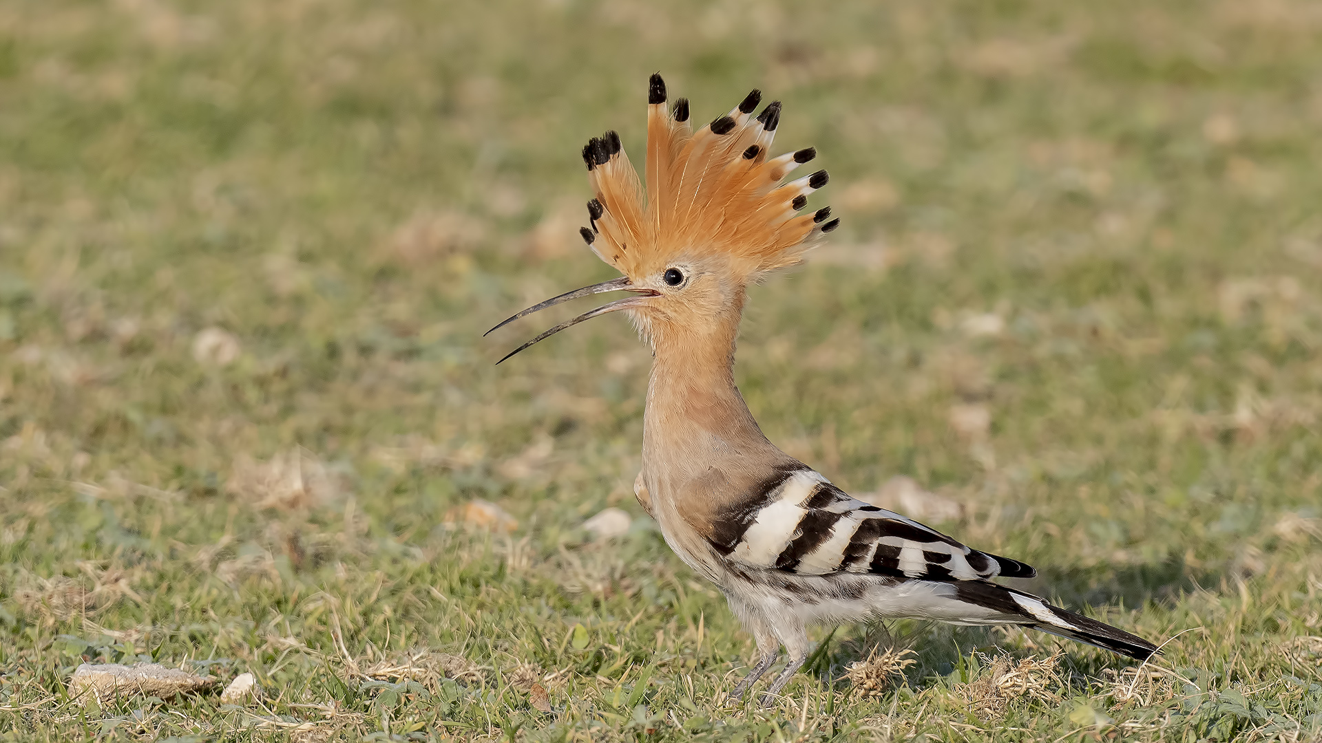 Eurasian Hoopoe