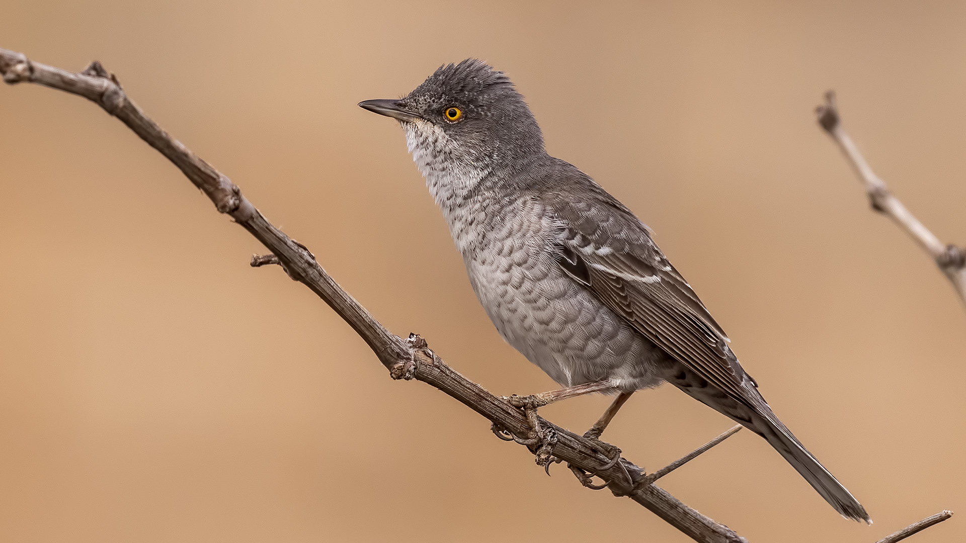 Barred Warbler