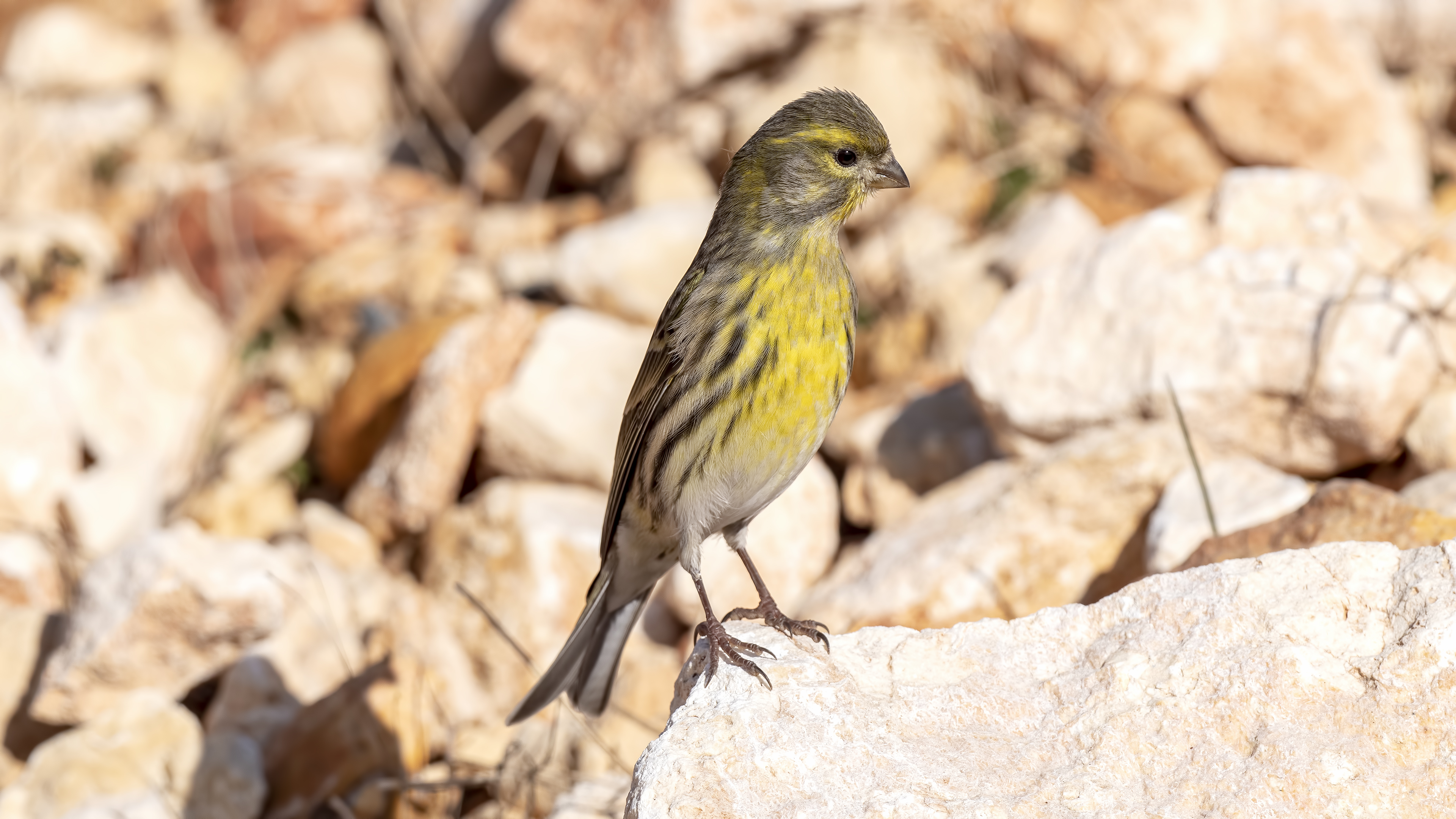 European Serin