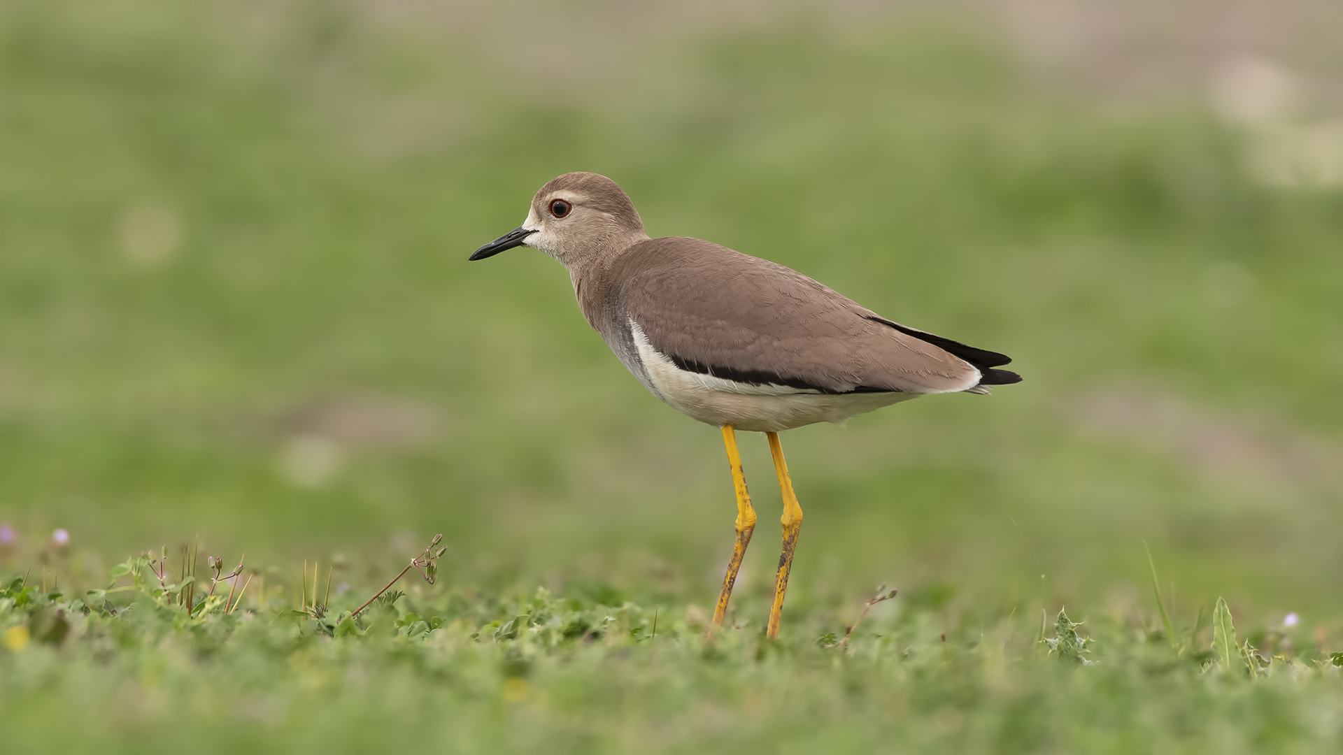 White-tailed Lapwing