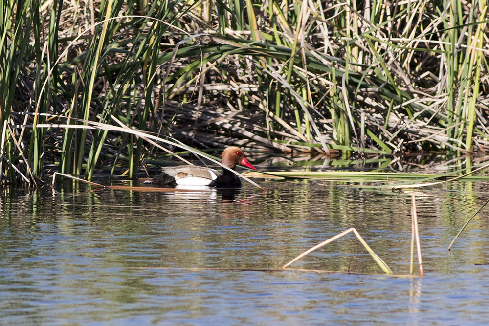 Red-crested Pochard