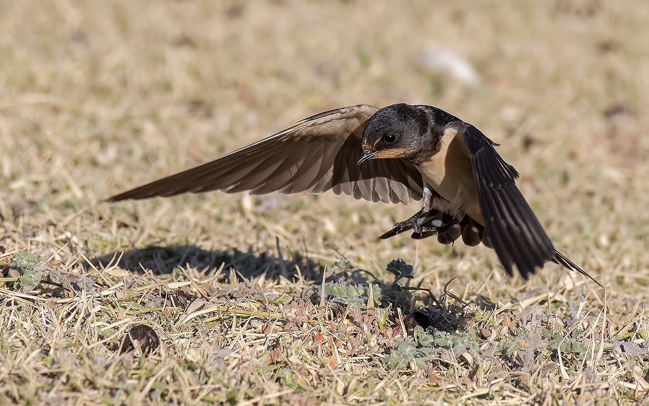 Barn Swallow