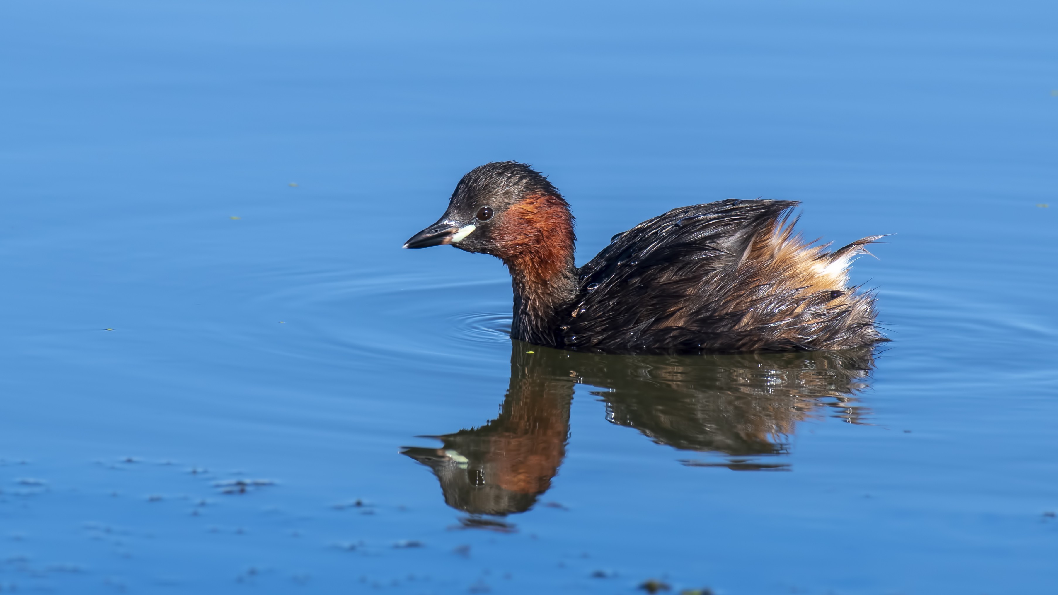 Little Grebe