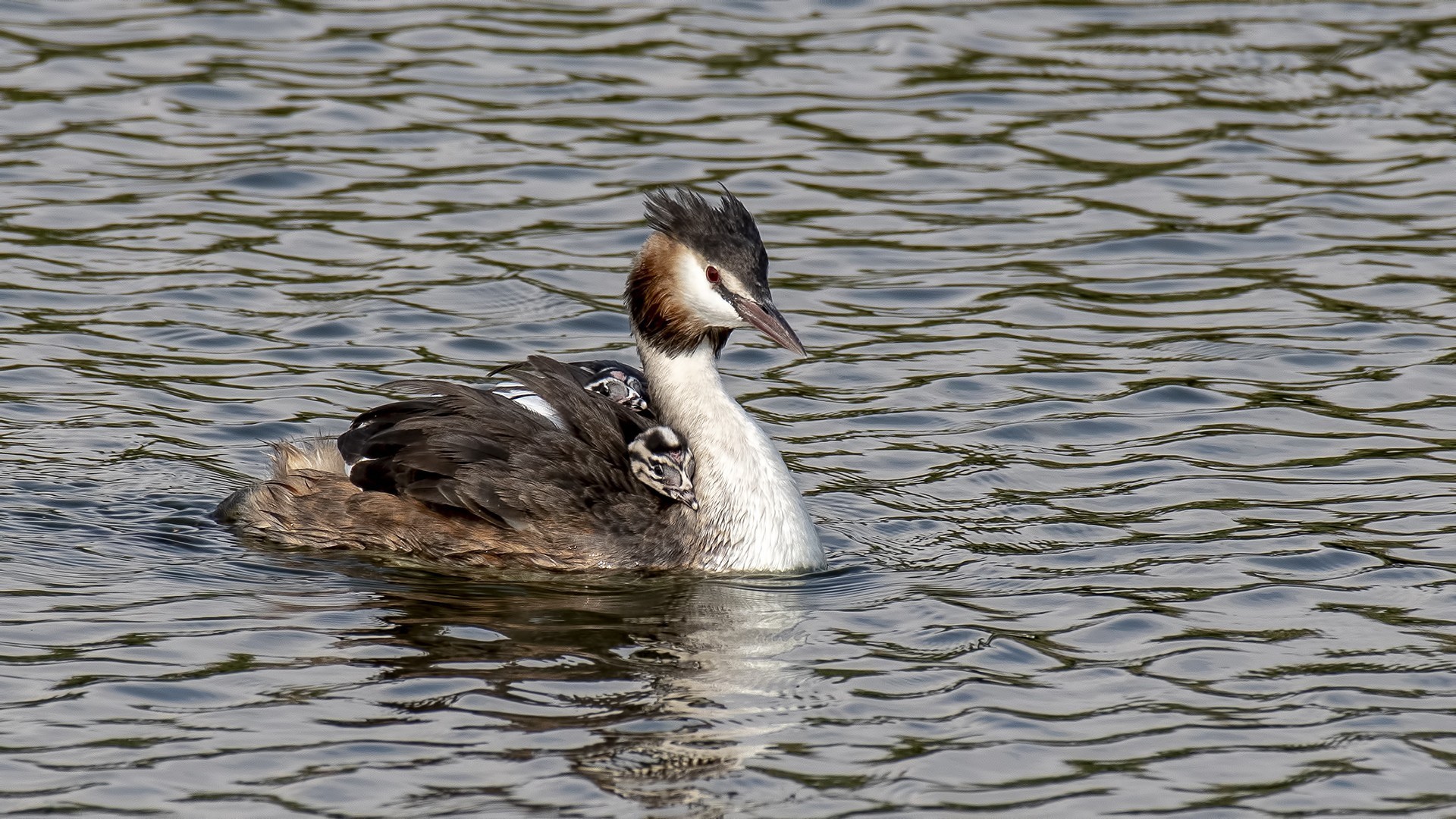 Great Crested Grebe